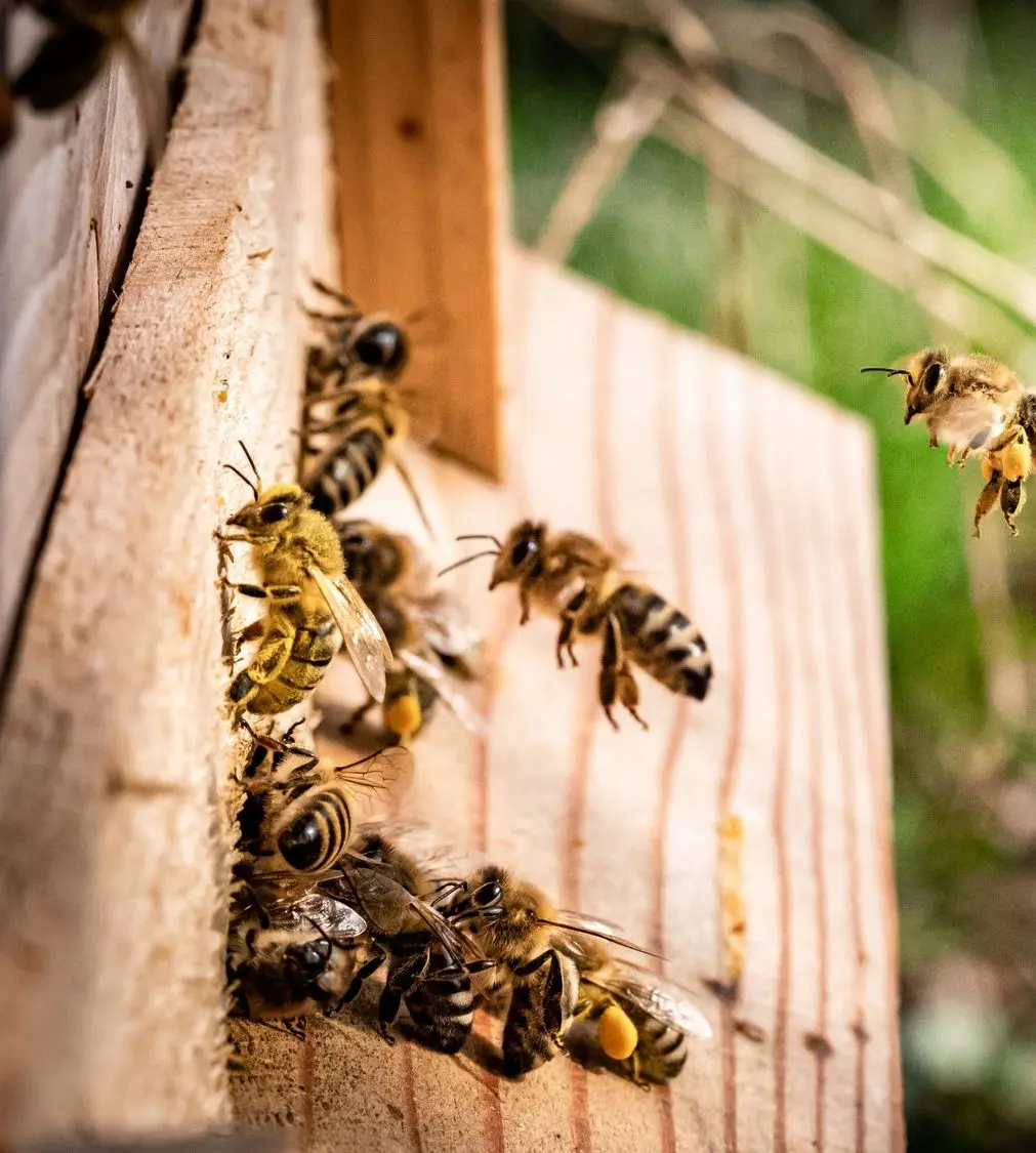 Bienen Bienenstock Bienenvolk