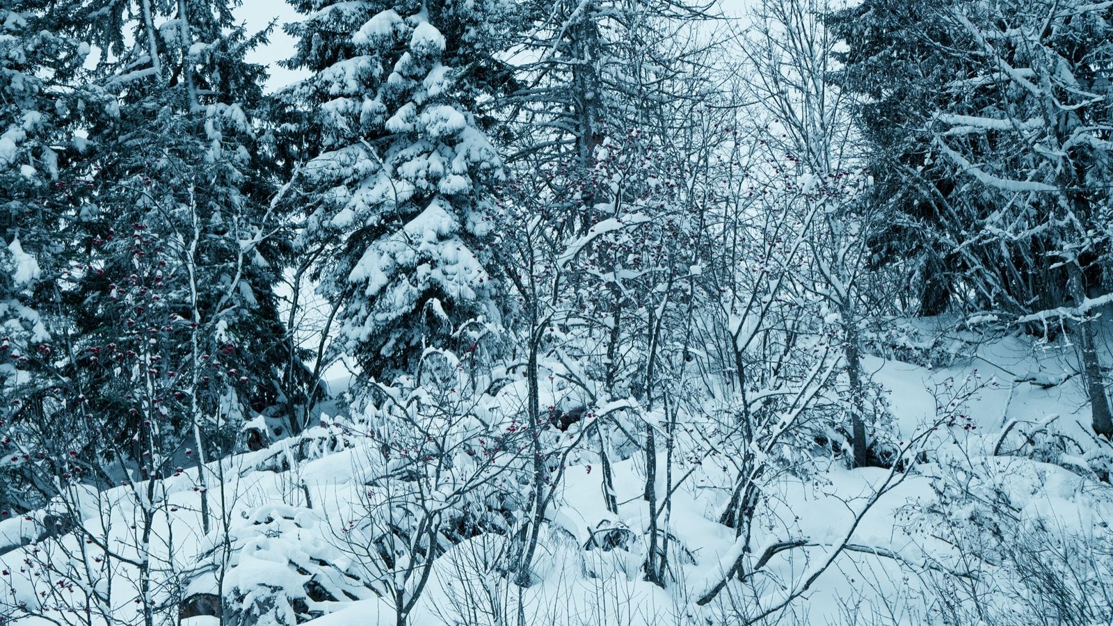 Your ski-themed horoscope, Alpine edition