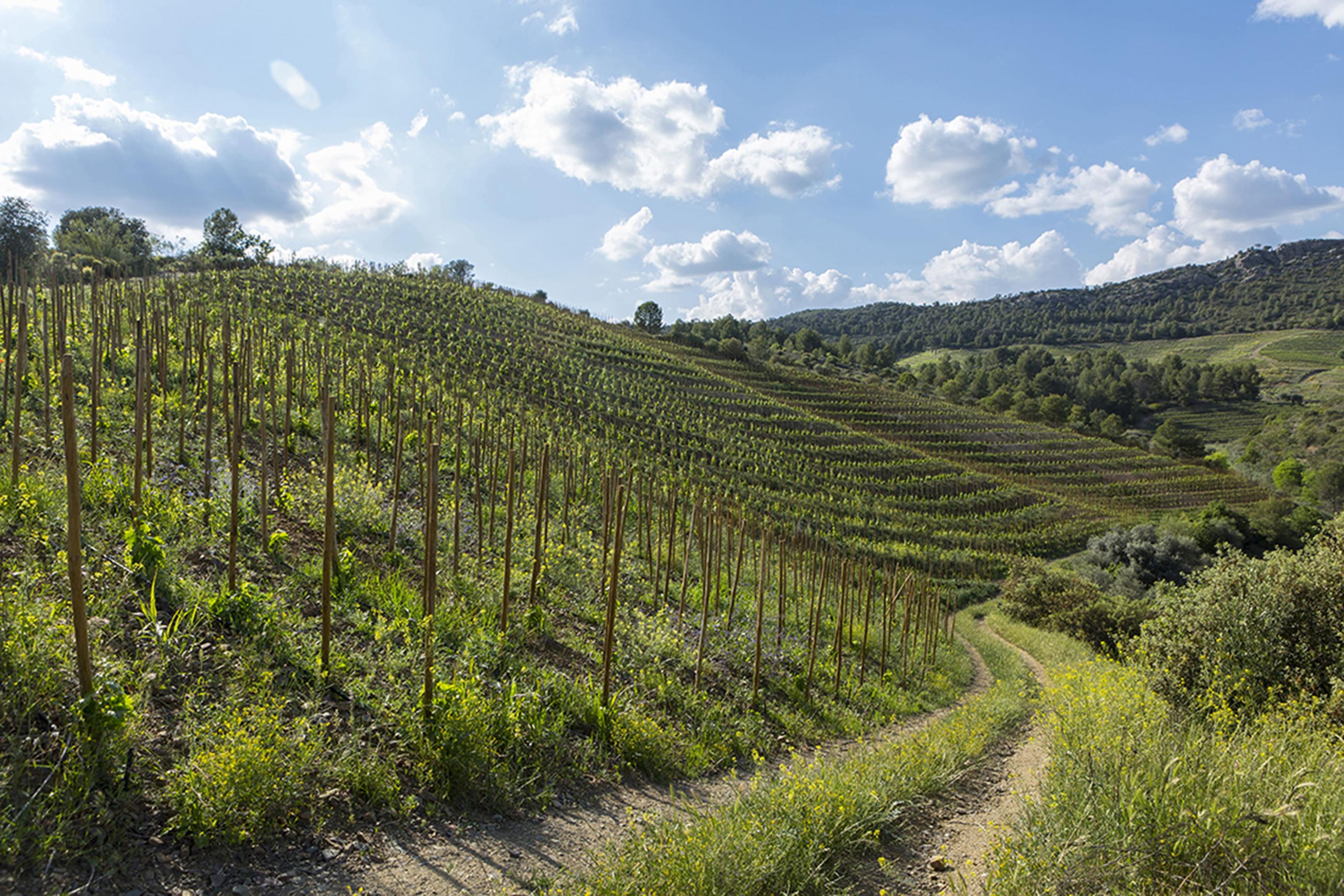 Vineyards