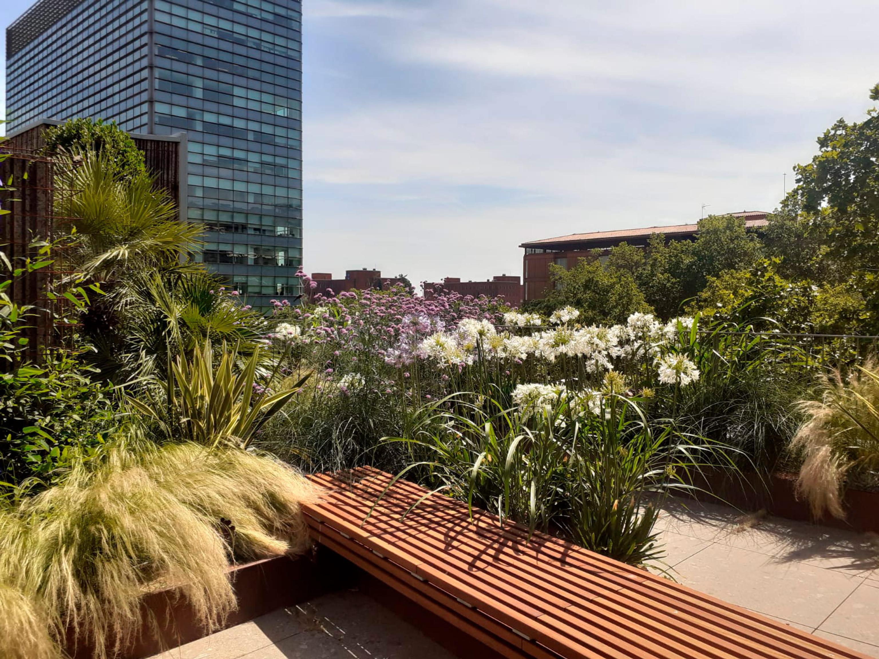 Landscaped rooftop of the Pedro i Pons office building