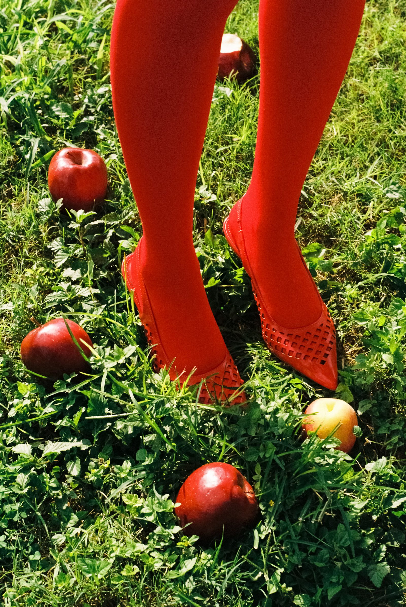 Close-up of red tights standing among apples and green grass in bright sunlight.