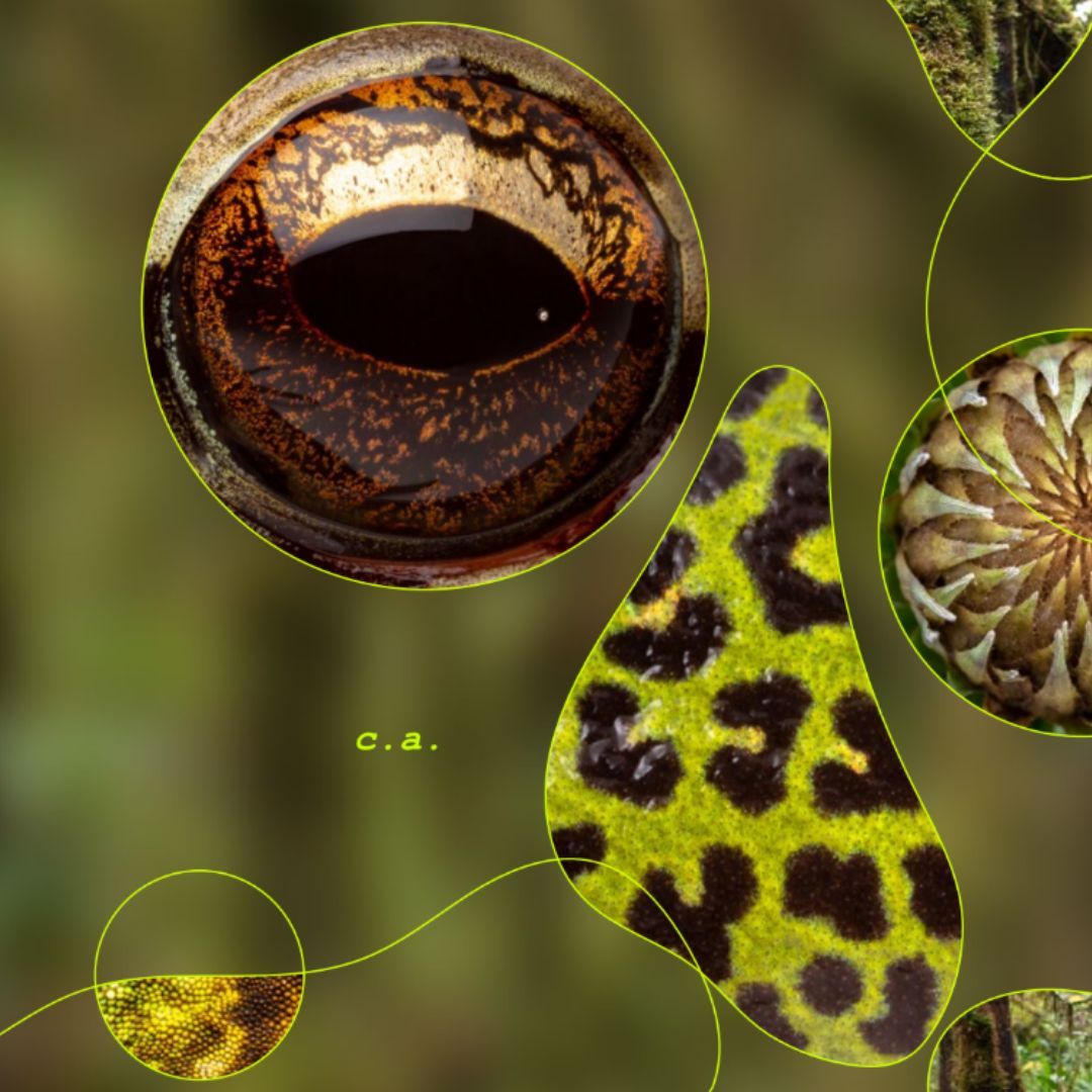 Imagen de Taller | Criaturas ambientales