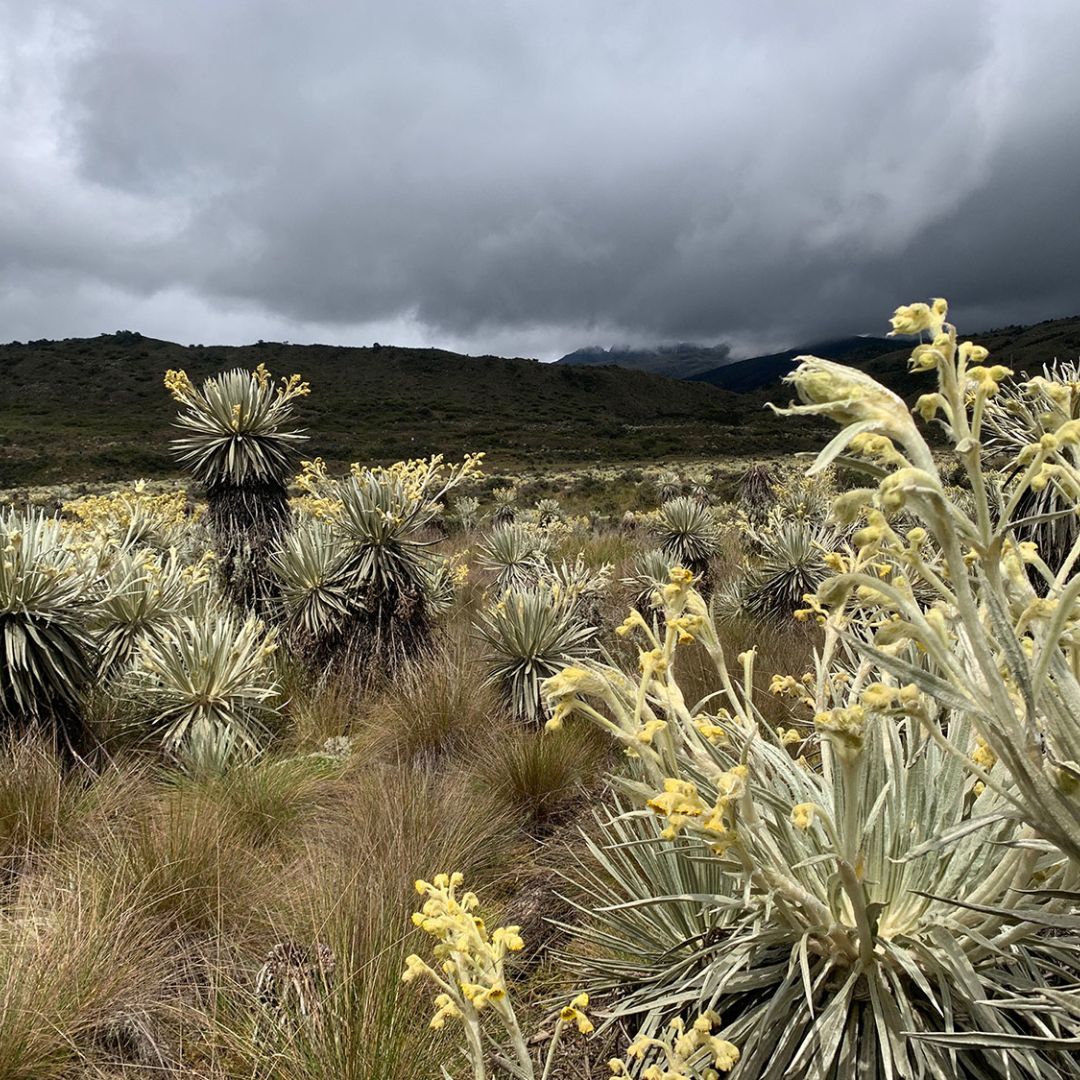 Instalación Sonora | Colombia Soundmap