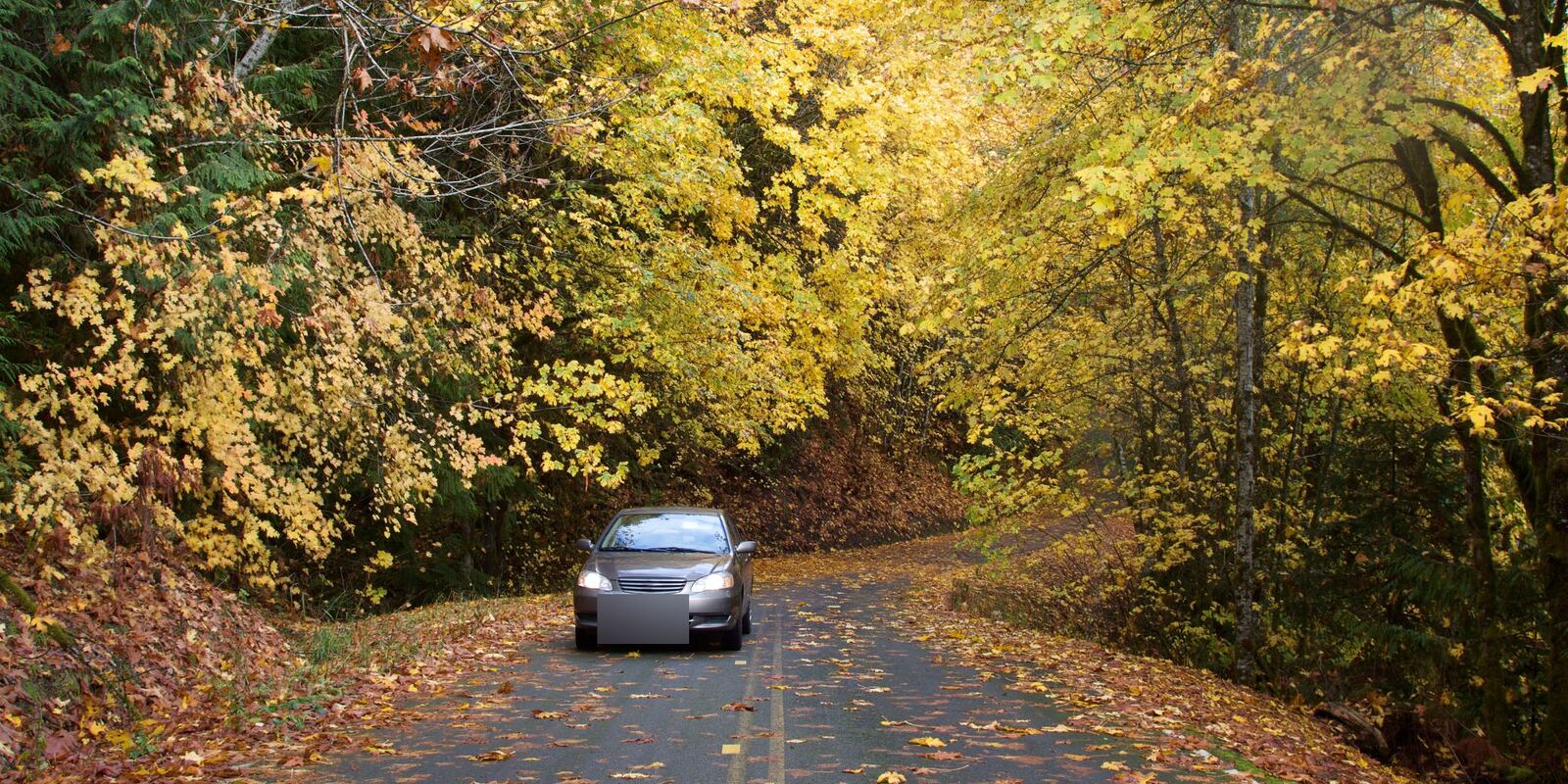 Small car driving along a tree-lined road under yellow fall leaves