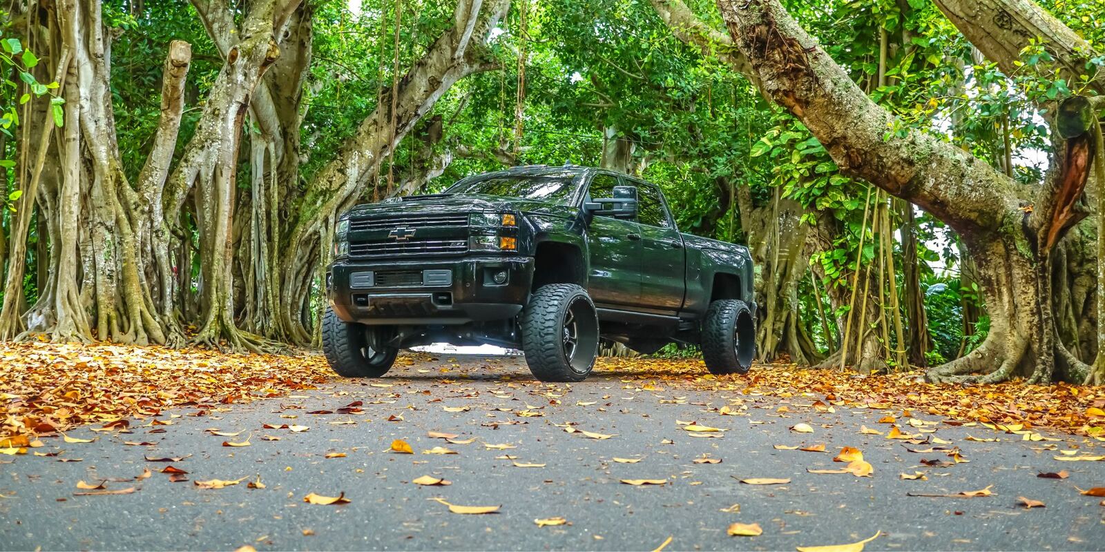 Dark pickup truck on a road covered in fallen leaves beneath large trees
