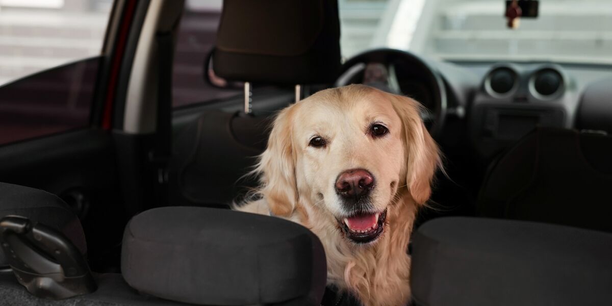 Golden retriever sitting in the back seat of a car