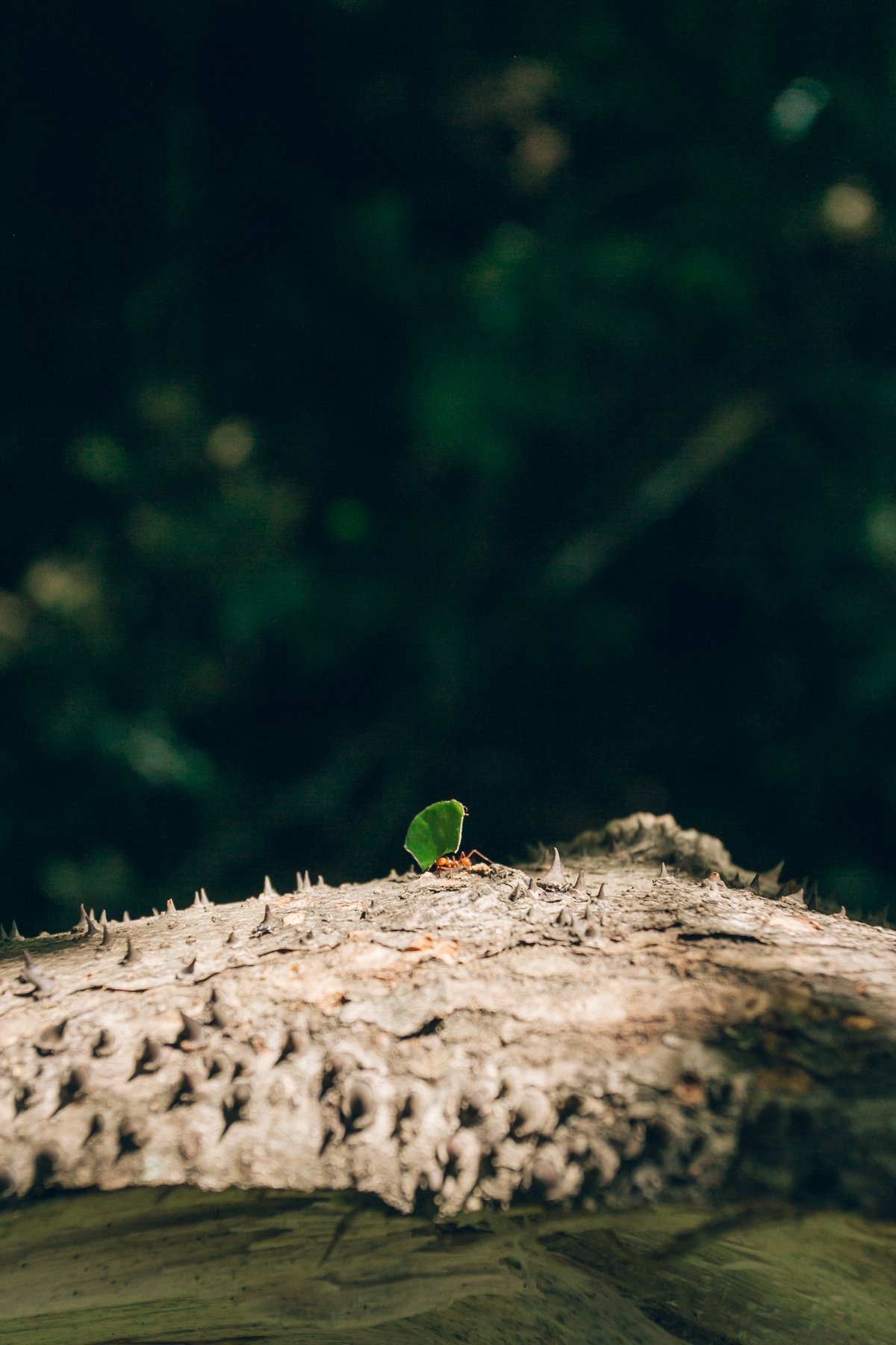 Else Kientzler Botanical Garden post thumbnail