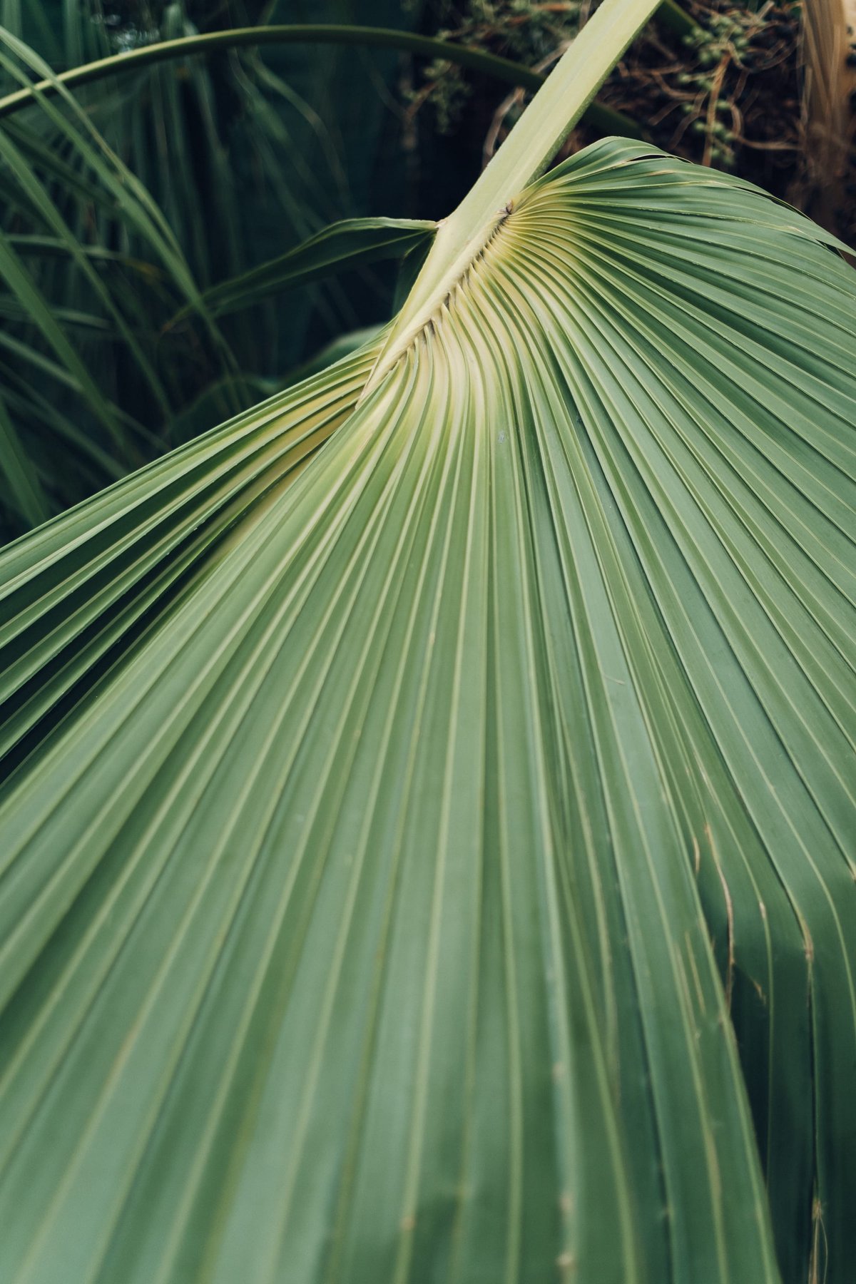 Palmehuset Copenhagen post thumbnail