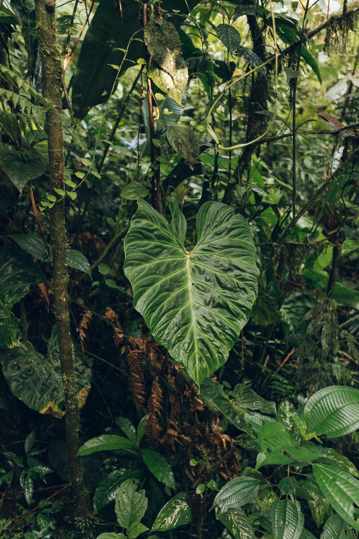 Villa Blanca post thumbnail