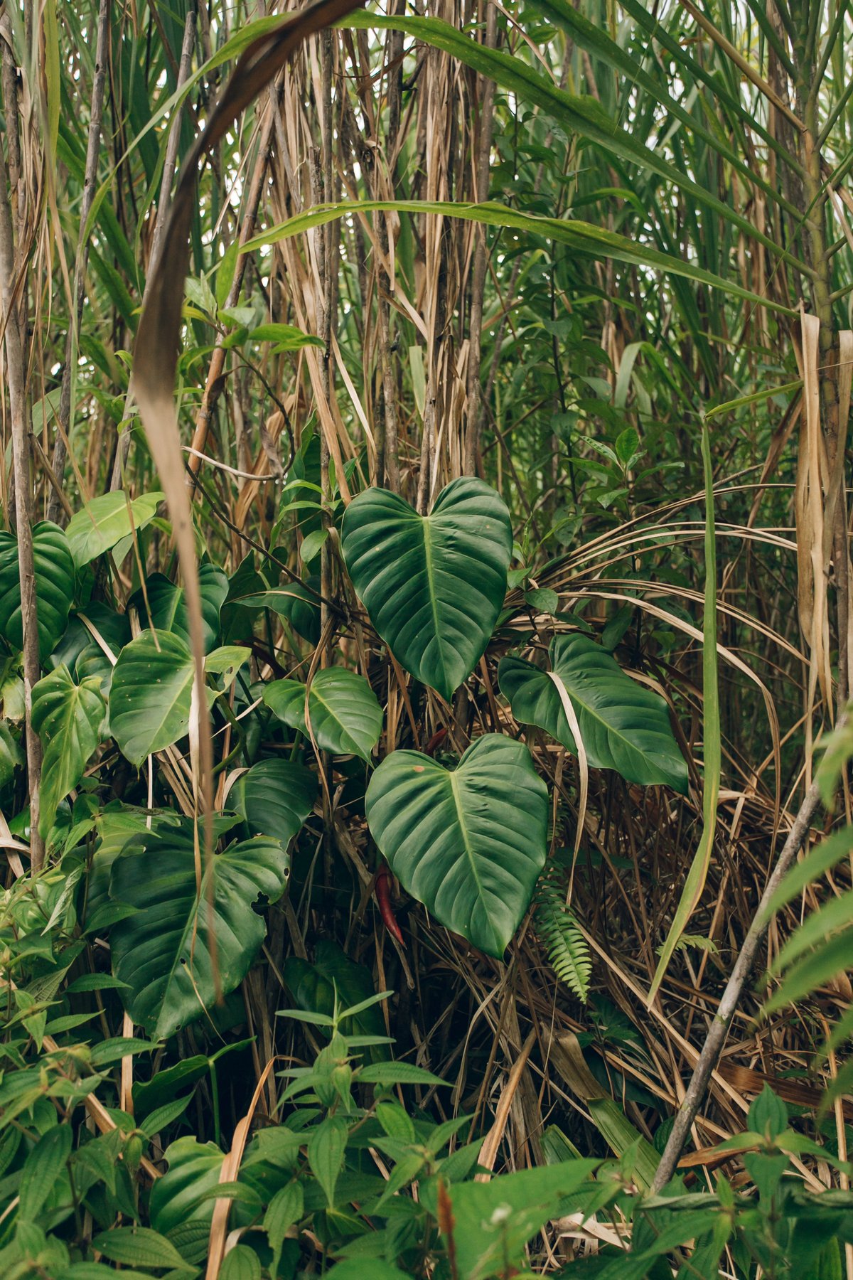 Arenal Volcano post thumbnail