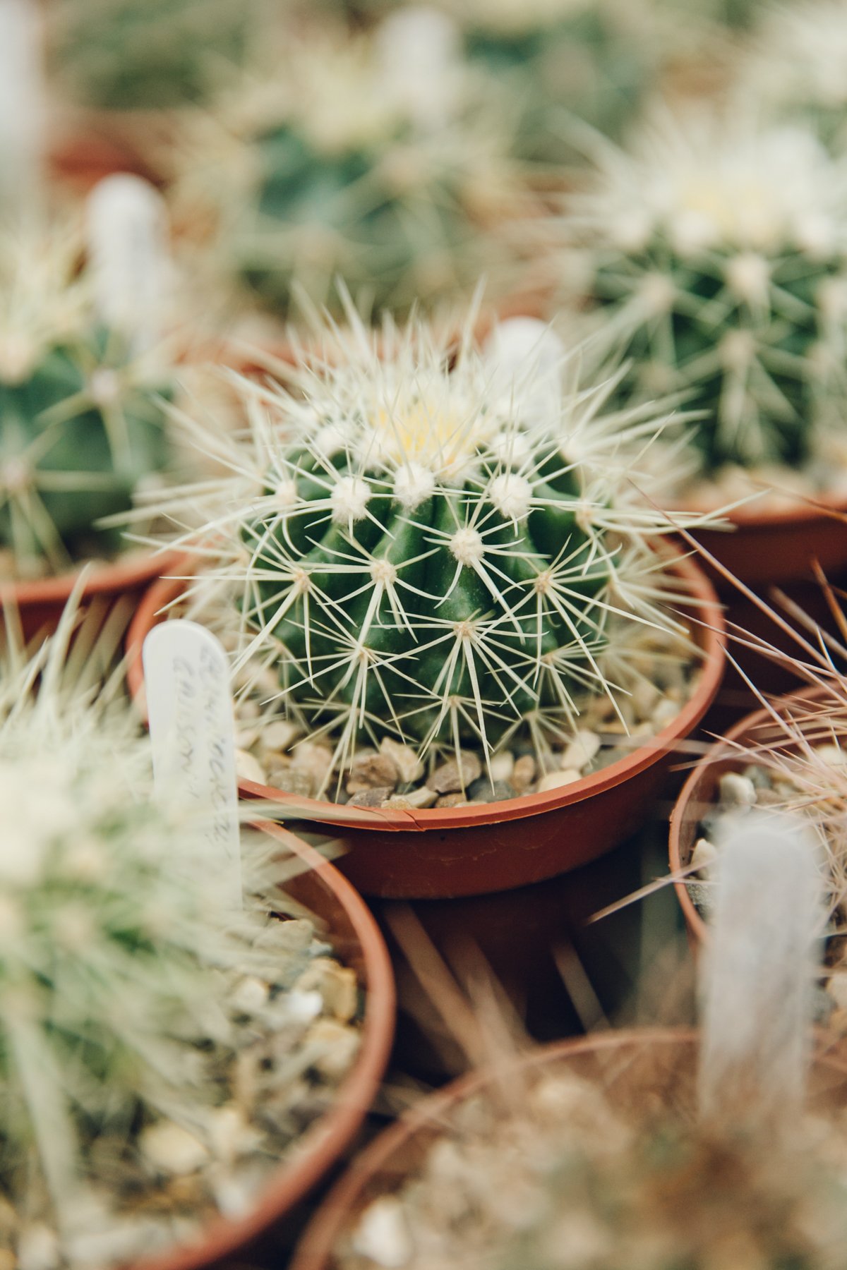 Oak Dene Nurseries post thumbnail