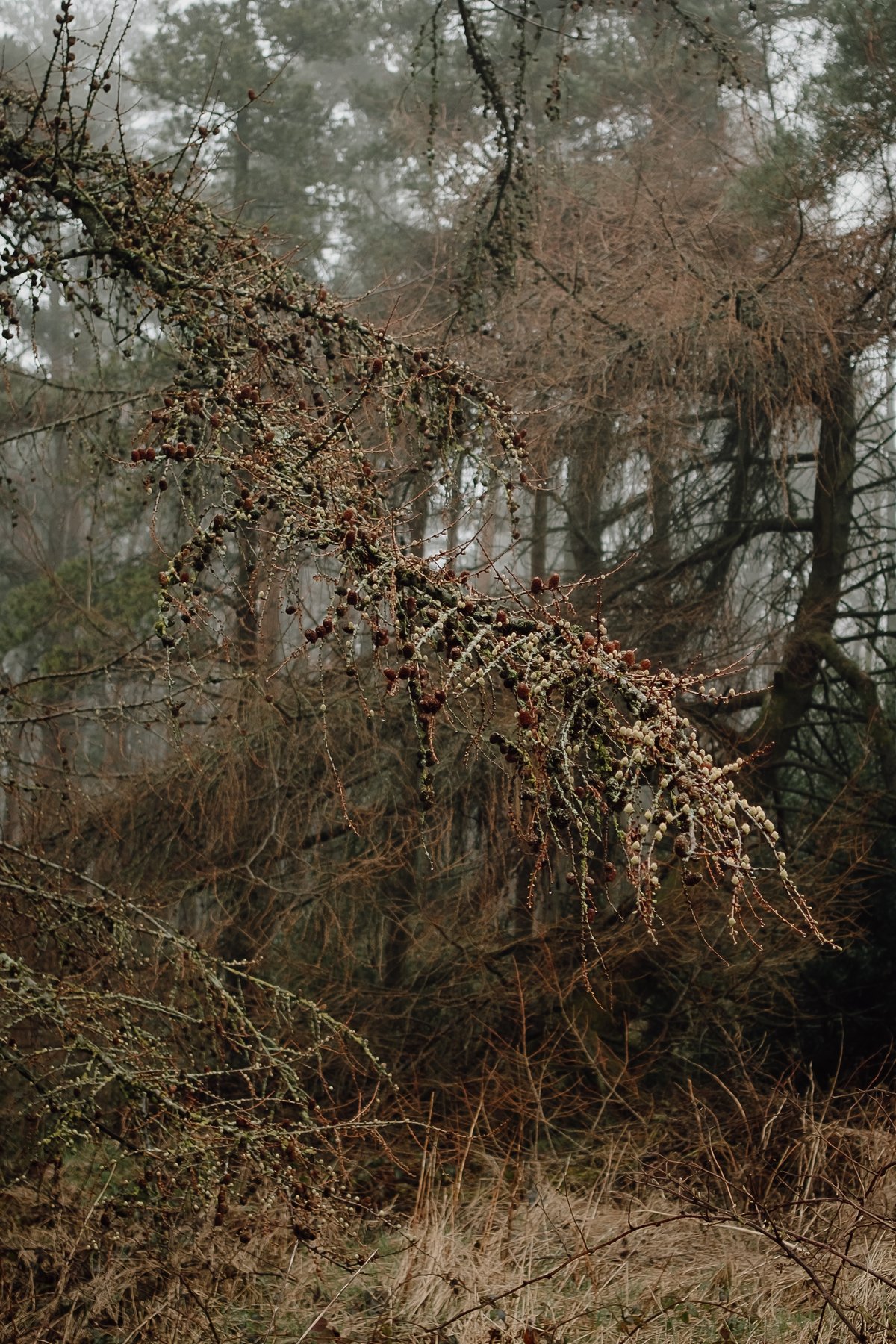 Redmires in the Fog post thumbnail