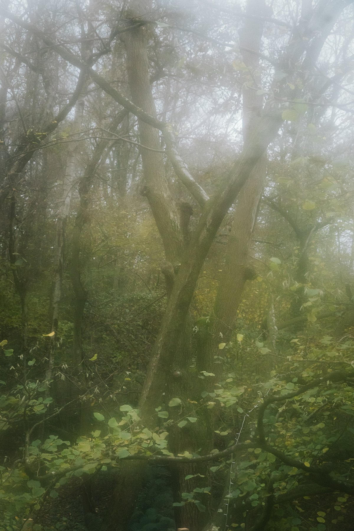 The Pinwheel Treehouse post thumbnail