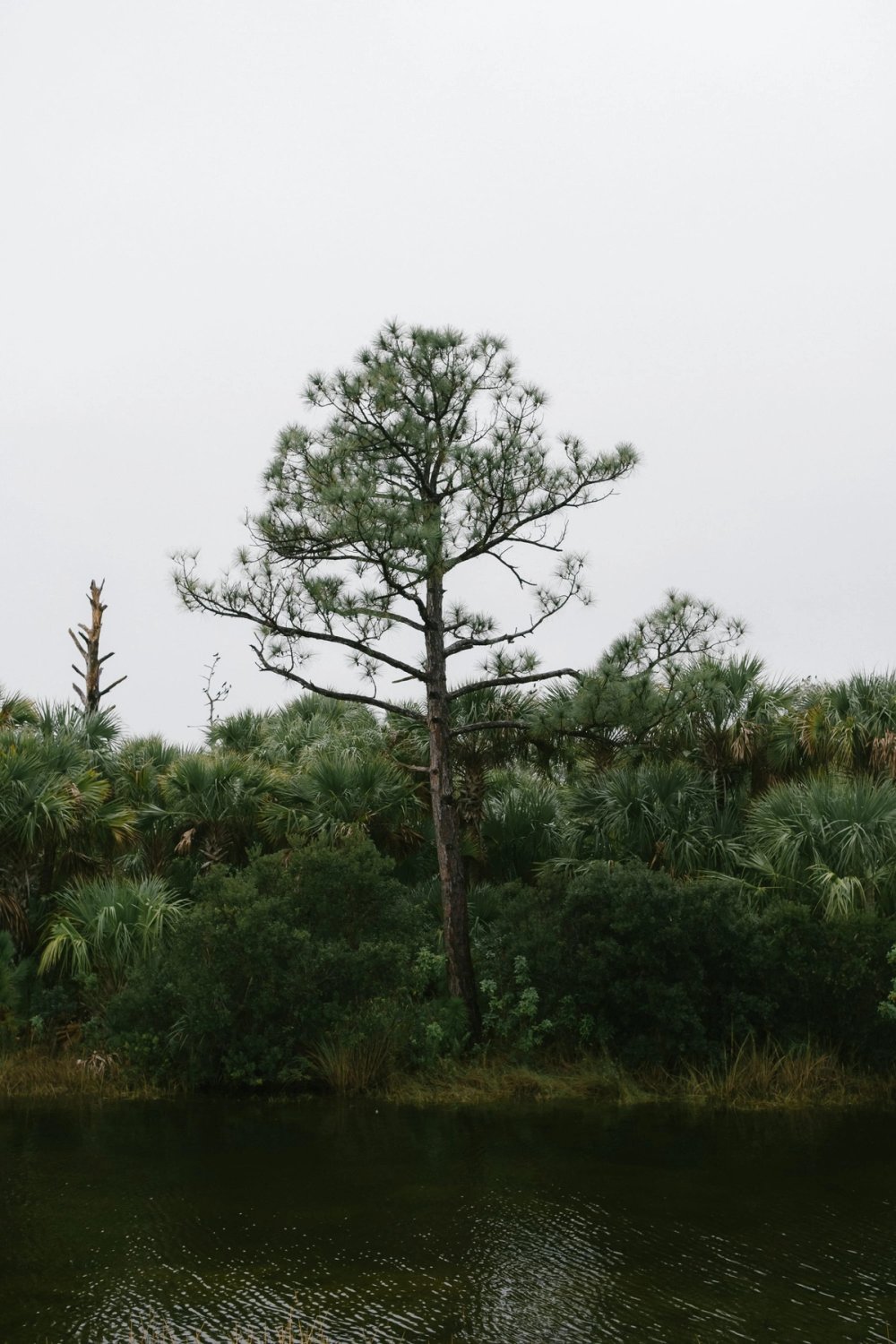 Black Point Wildlife Drive post thumbnail