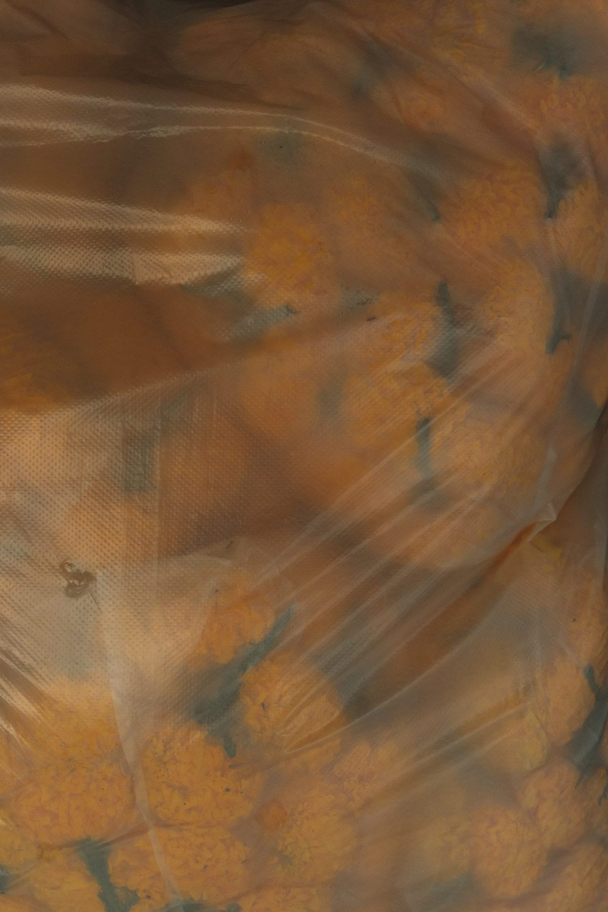 Chiang Mai Flora post thumbnail