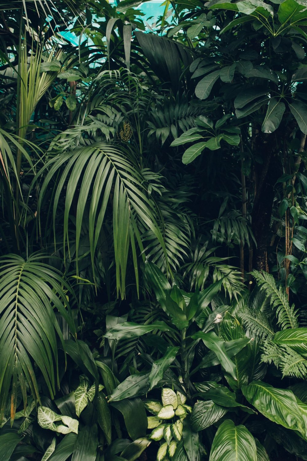 Duthie Park Winter Garden post thumbnail