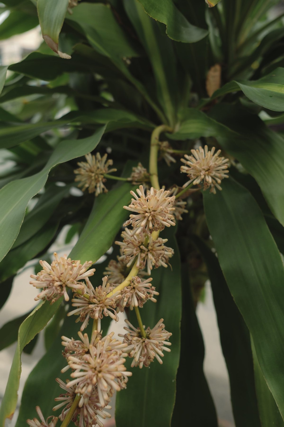 Street Gardens of Hoi An post thumbnail