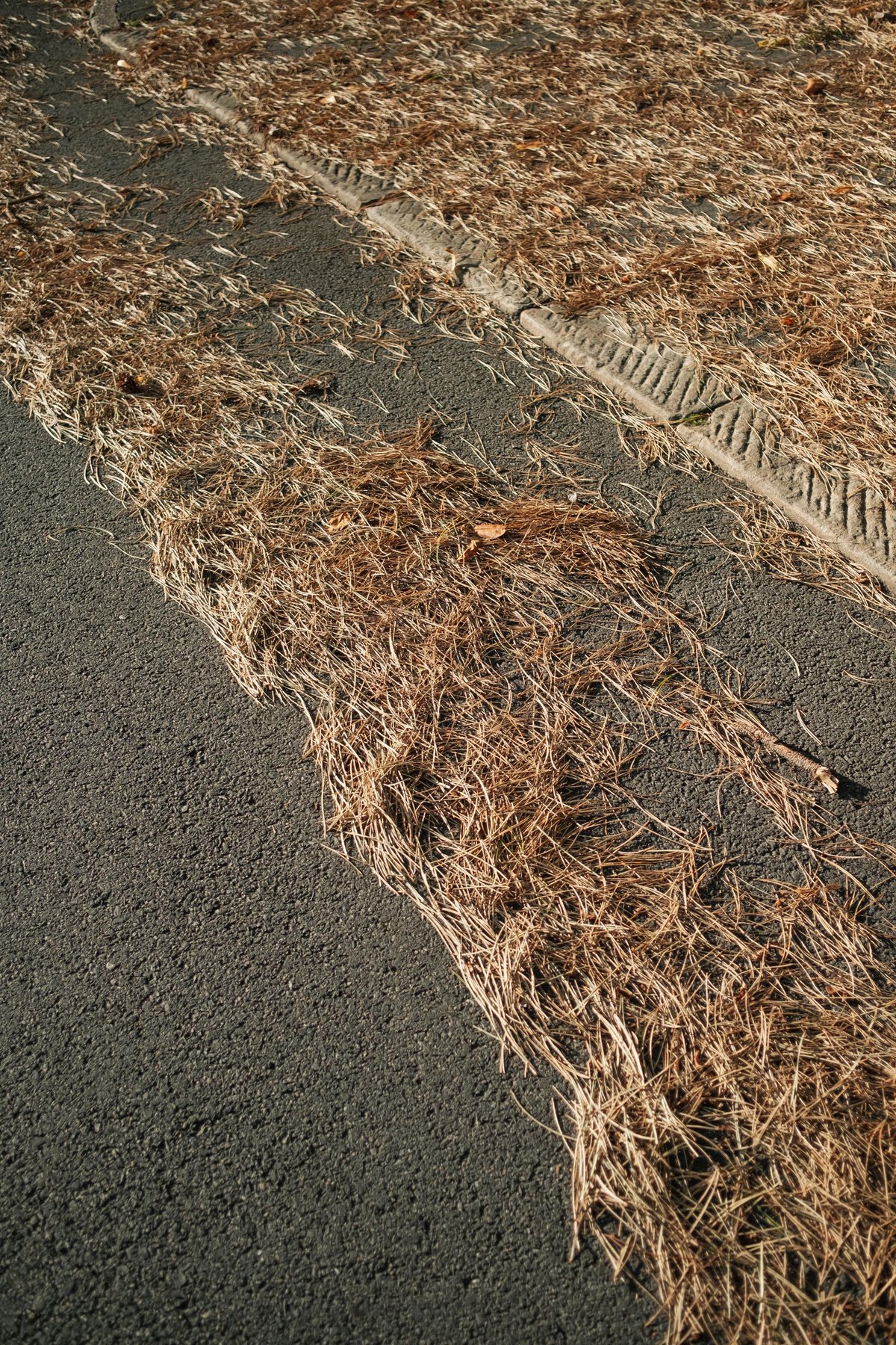 Pine Needles post thumbnail