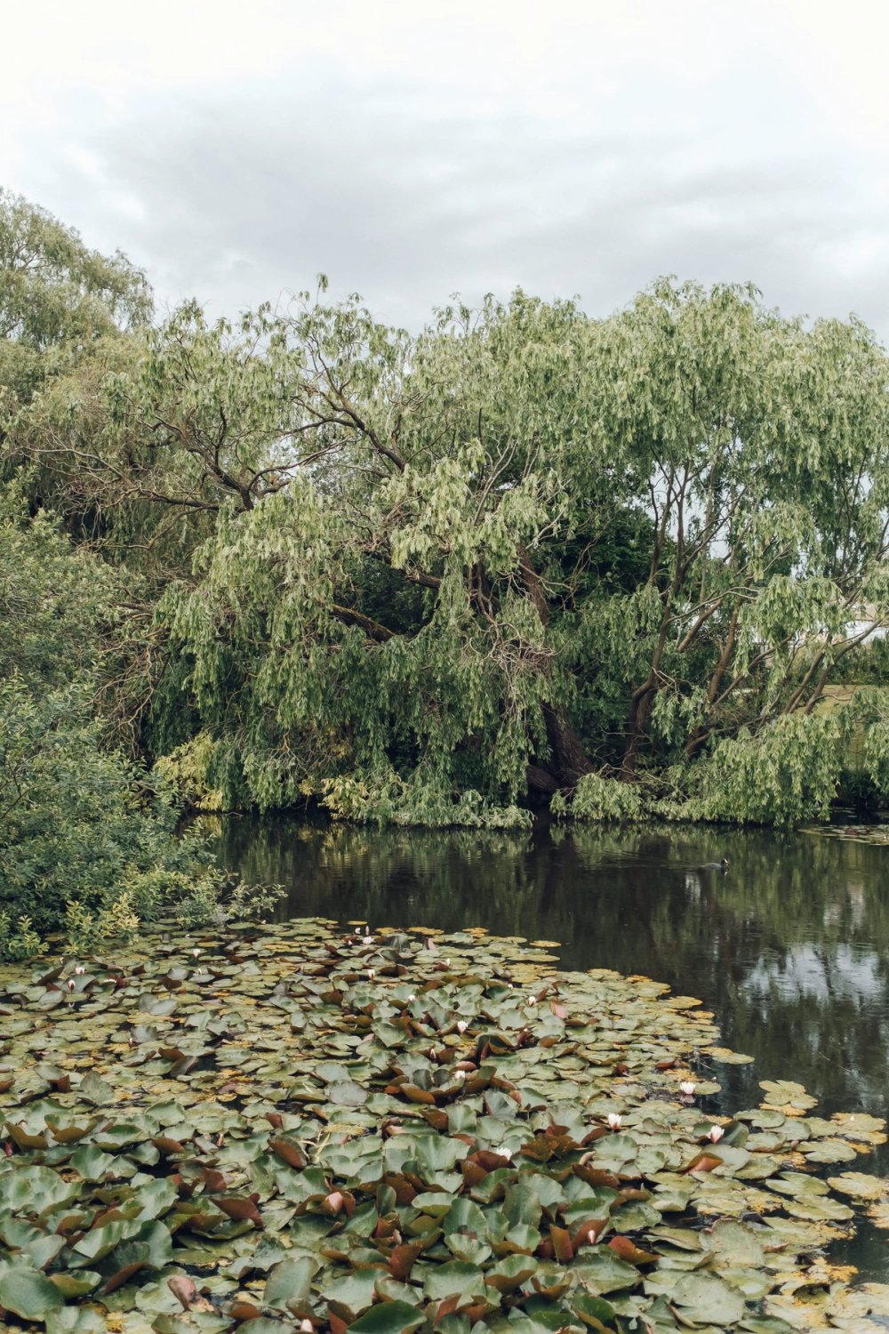 Copenhagen Botanical Gardens post thumbnail