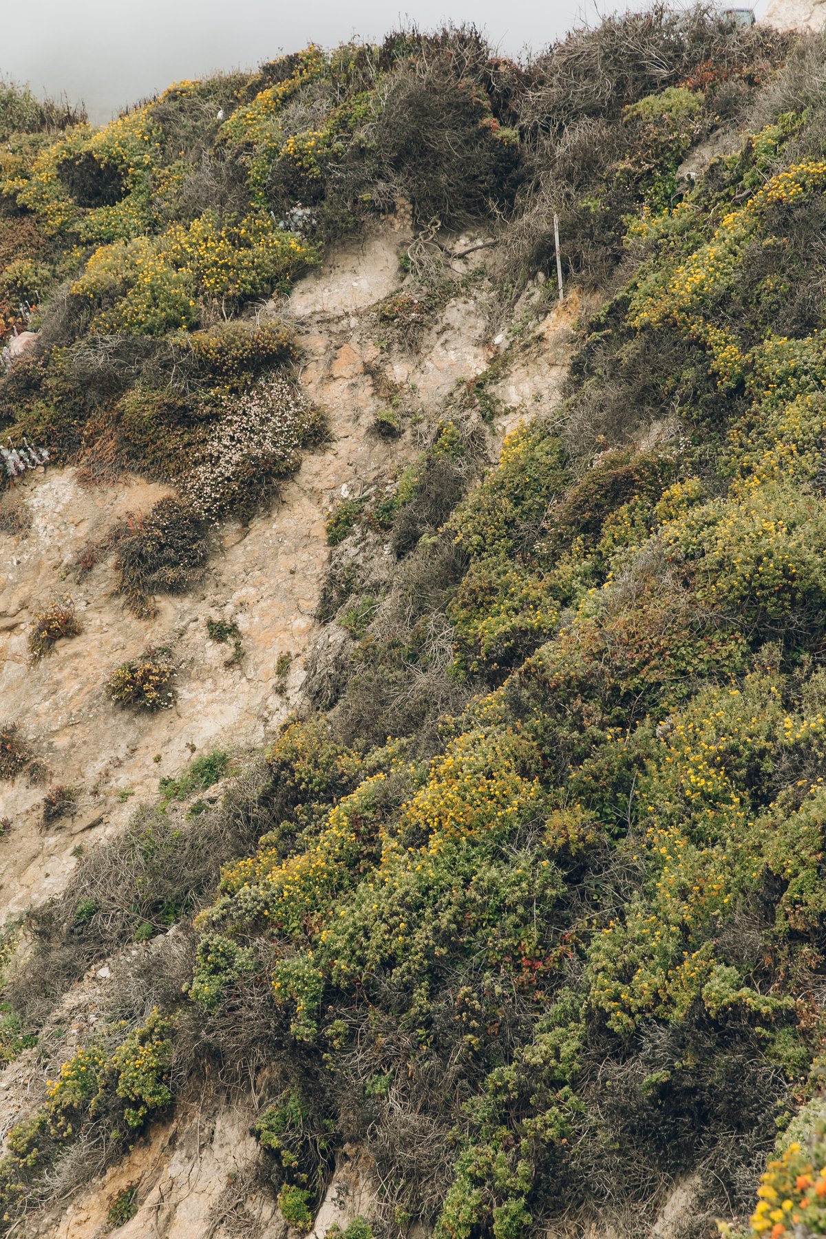 Big Sur post thumbnail