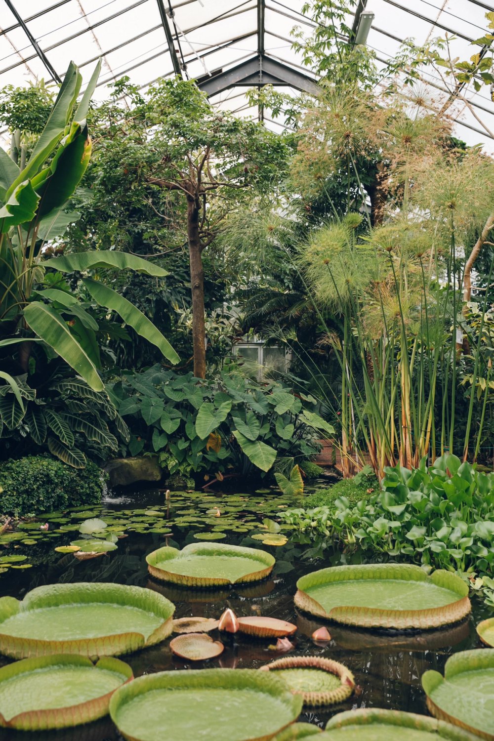University of Dundee Botanic Garden post thumbnail