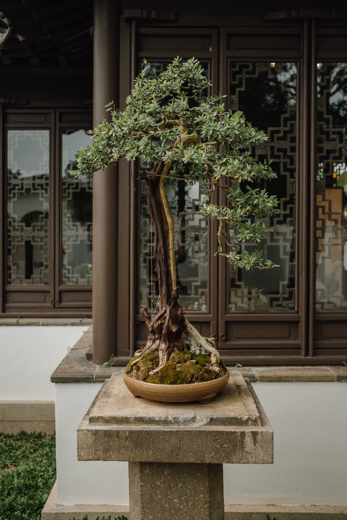 Bonsai Garden post thumbnail