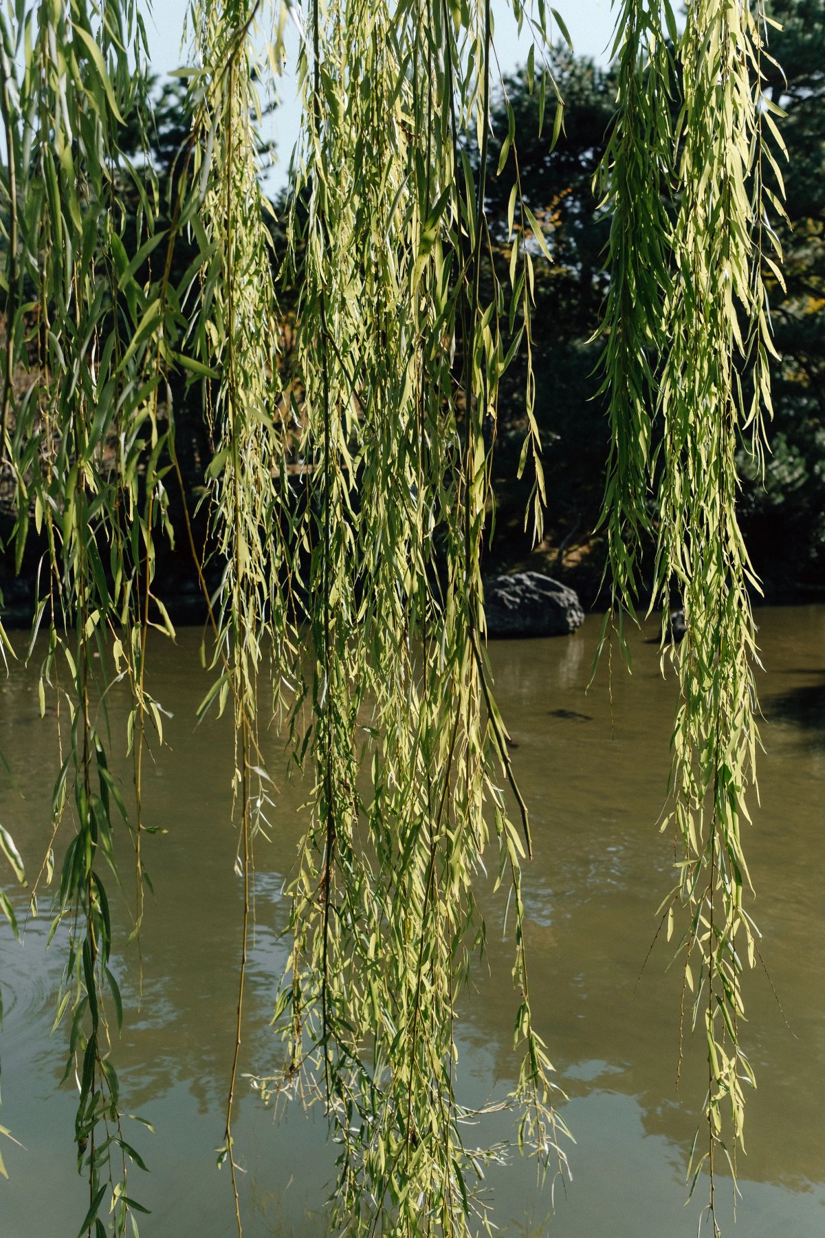 Maruyama Park in Kyoto post thumbnail