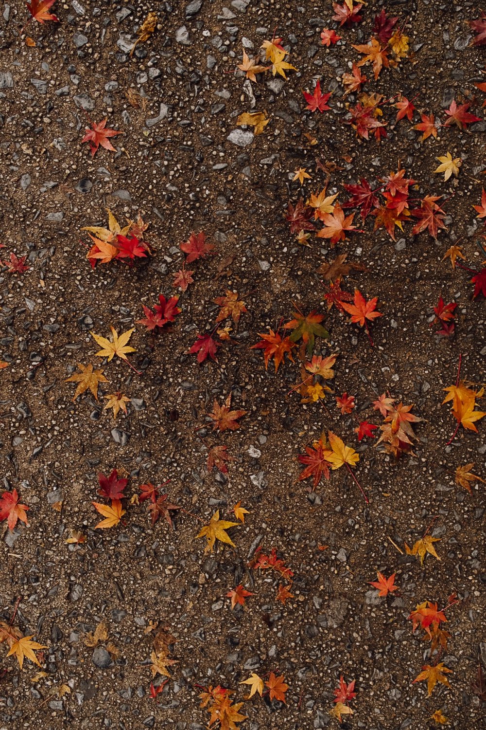 Late Fall in Jim Thorpe post thumbnail