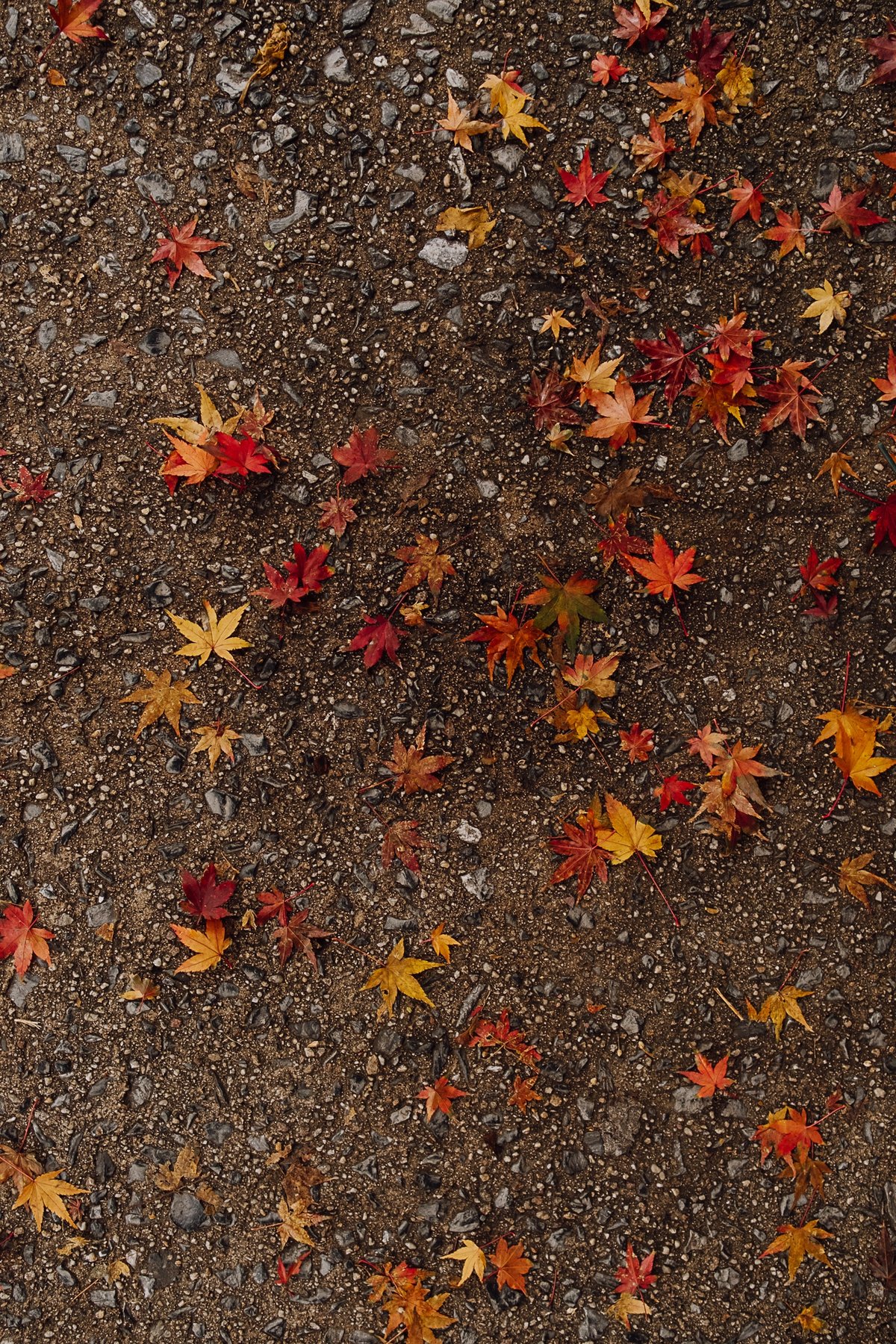 Late Fall in Jim Thorpe post thumbnail