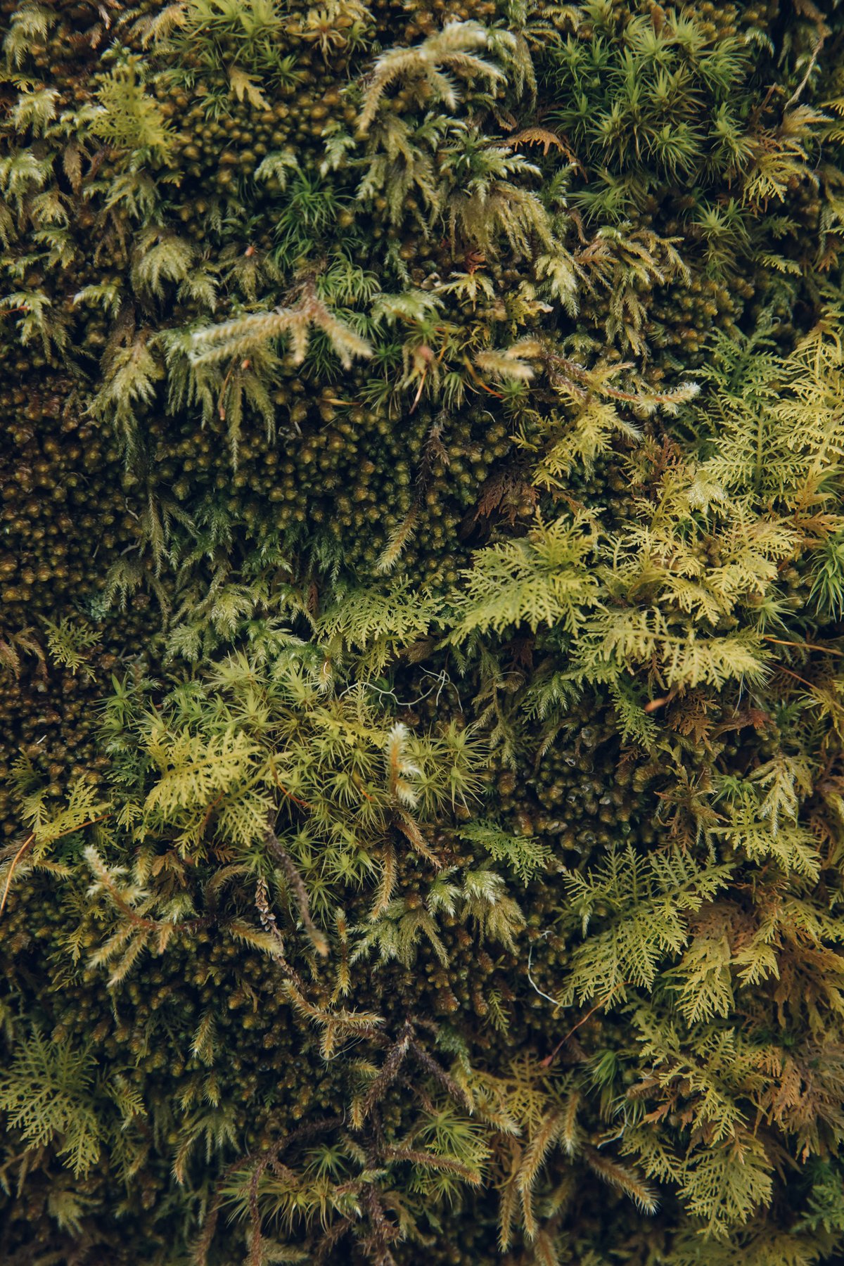 Wistman's Wood post thumbnail