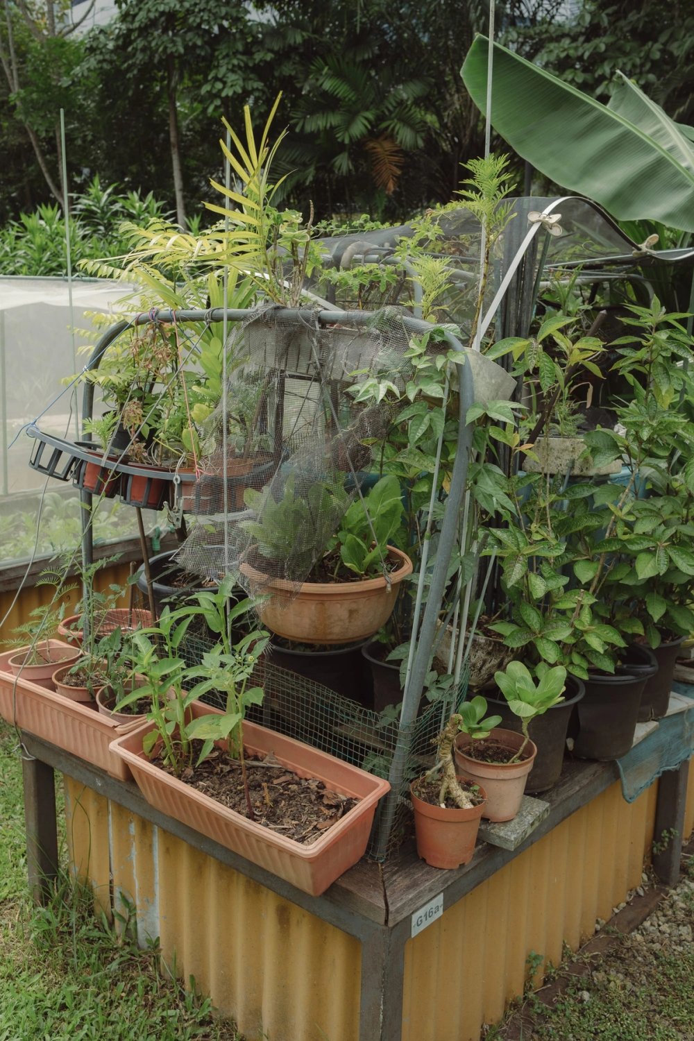 Kent Ridge Allotments post thumbnail
