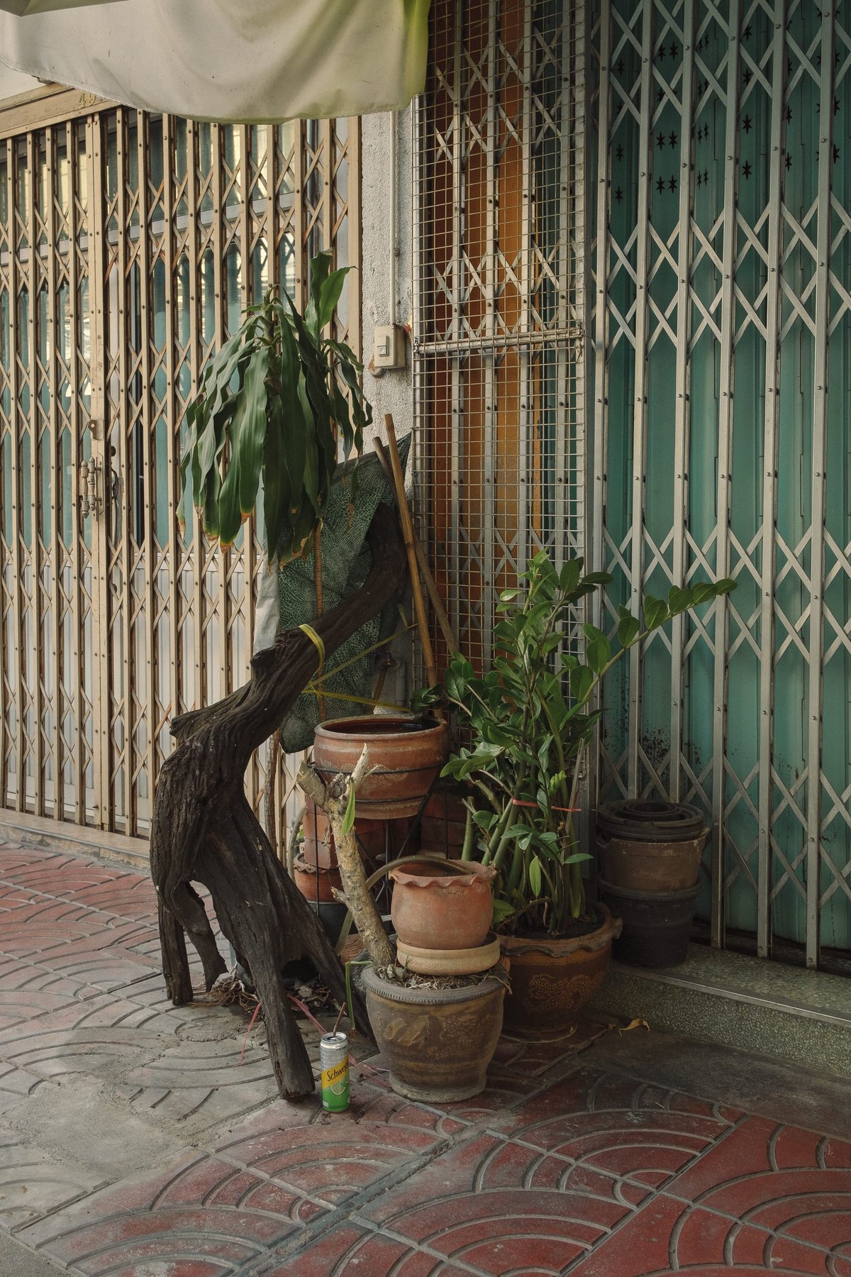 Street Gardens of Bangkok post thumbnail