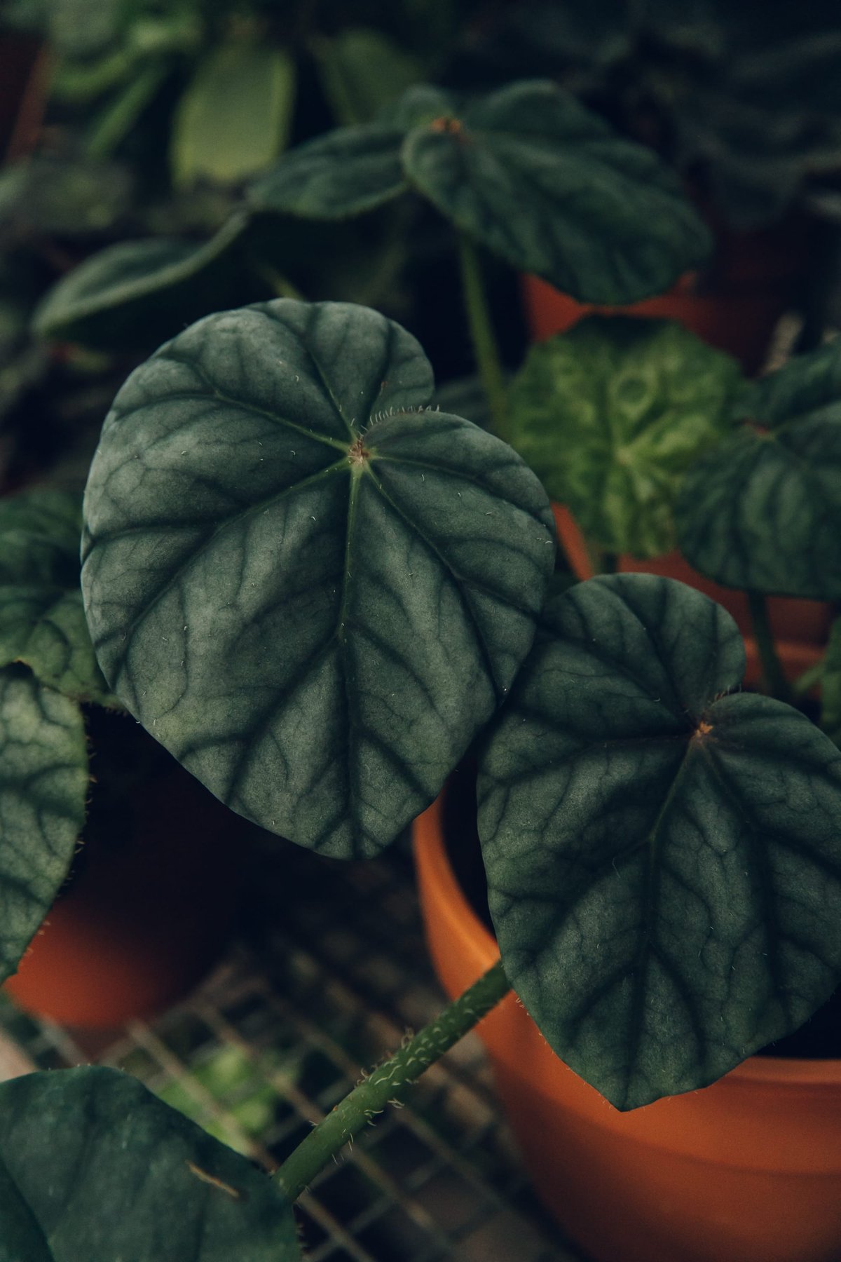 Sydney Botanic Garden post thumbnail