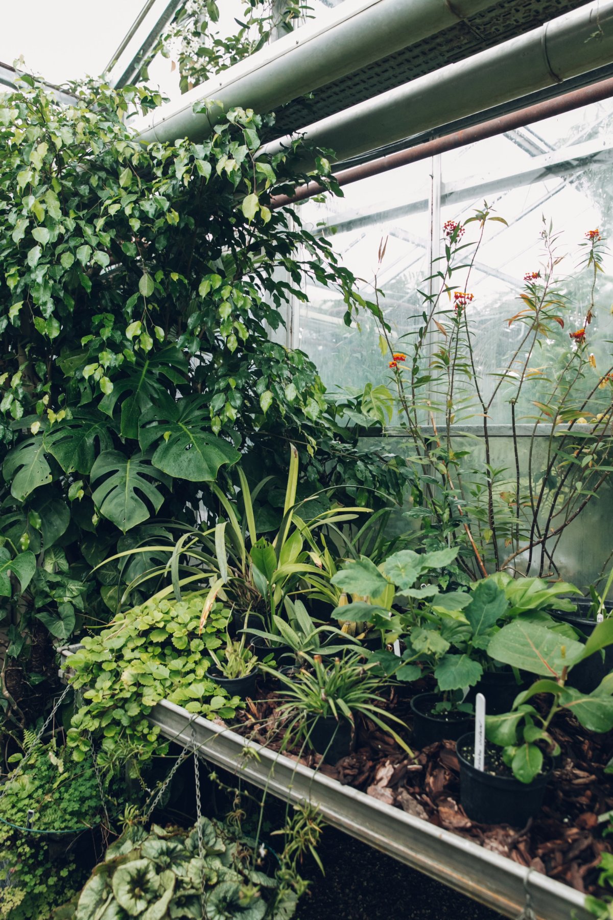 The Walled Gardens of Cannington post thumbnail