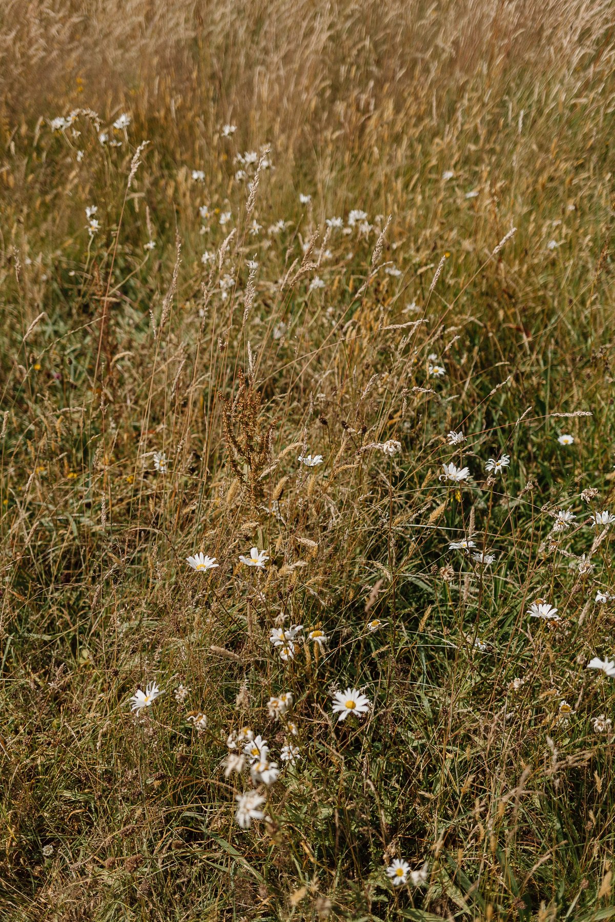 Summer Meadows post thumbnail