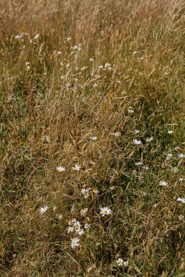 Summer Meadows post thumbnail