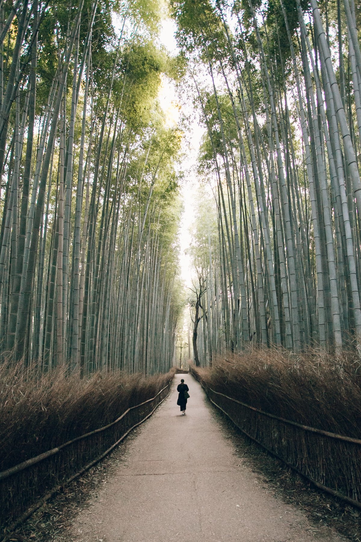 Bamboo Forests in Arashiyama, Kyoto post thumbnail