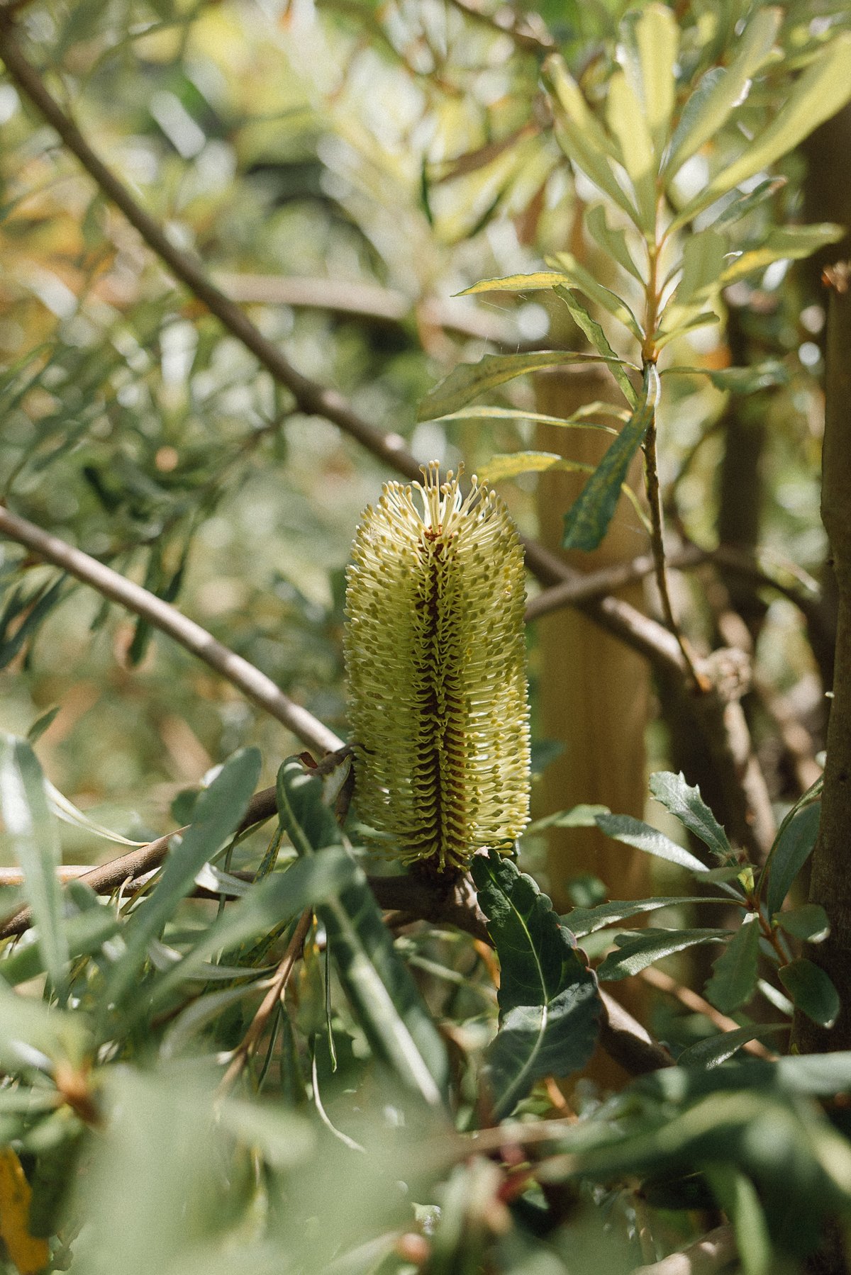 Kilmacurragh Textures post thumbnail