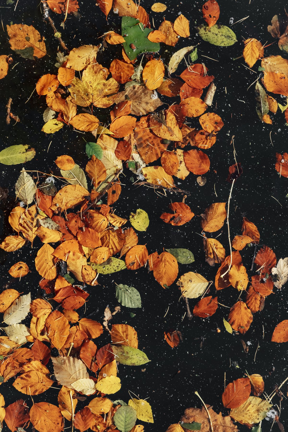 Autumn Colour Study post thumbnail