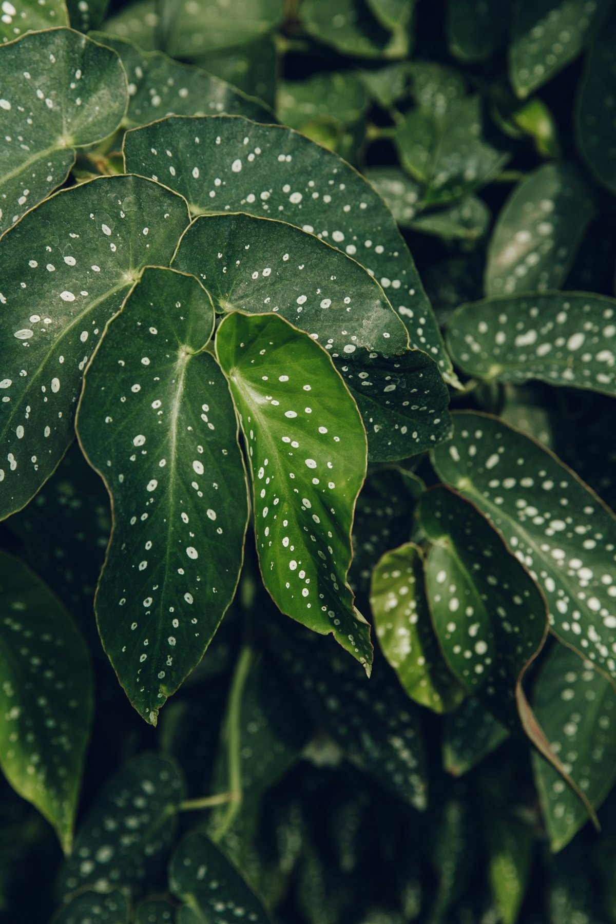 Dyffryn Gardens post thumbnail