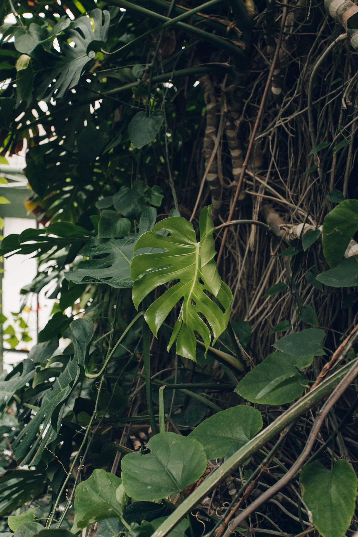 Jardin des Plantes in Paris post thumbnail