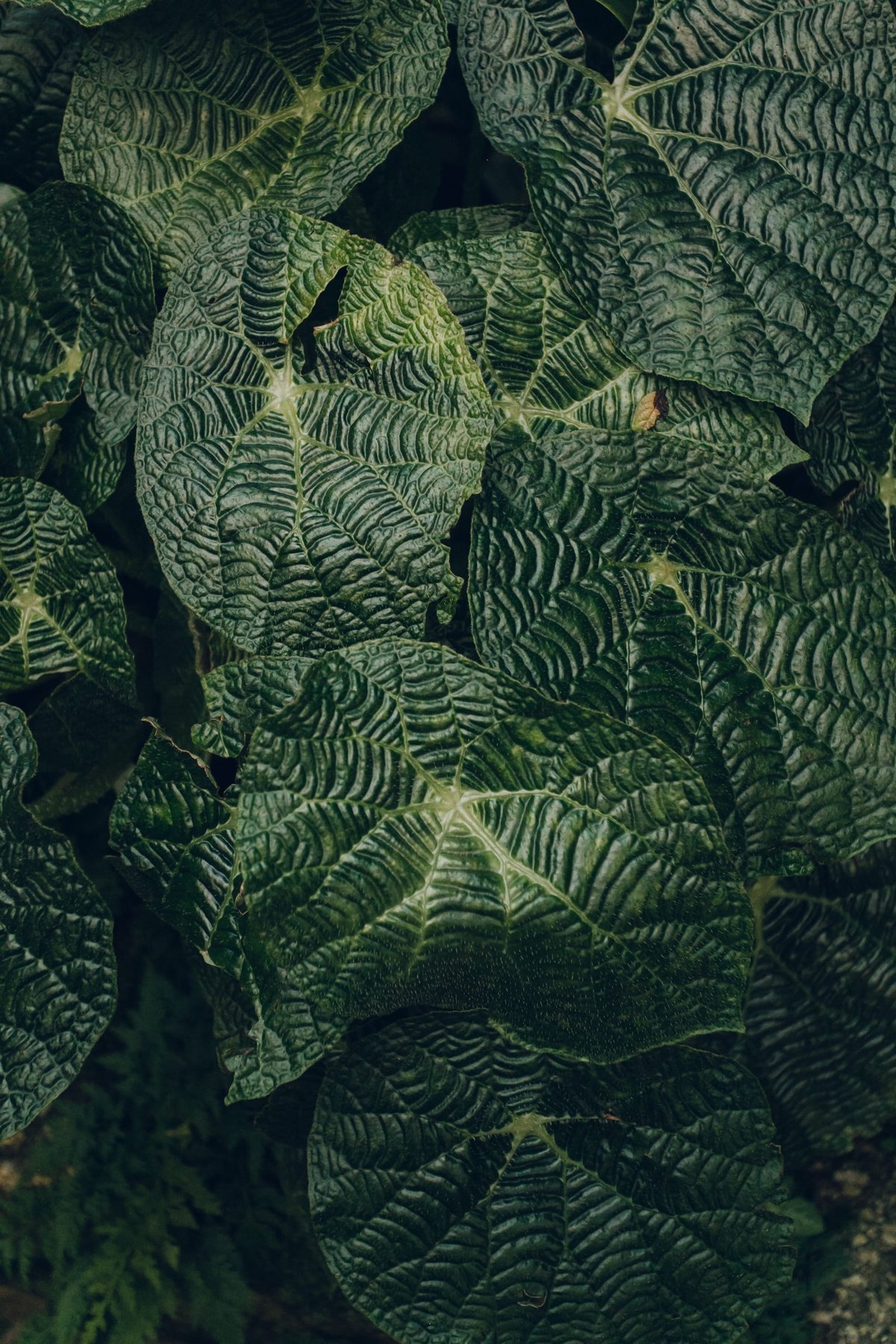 Kyoto Botanical Garden post thumbnail