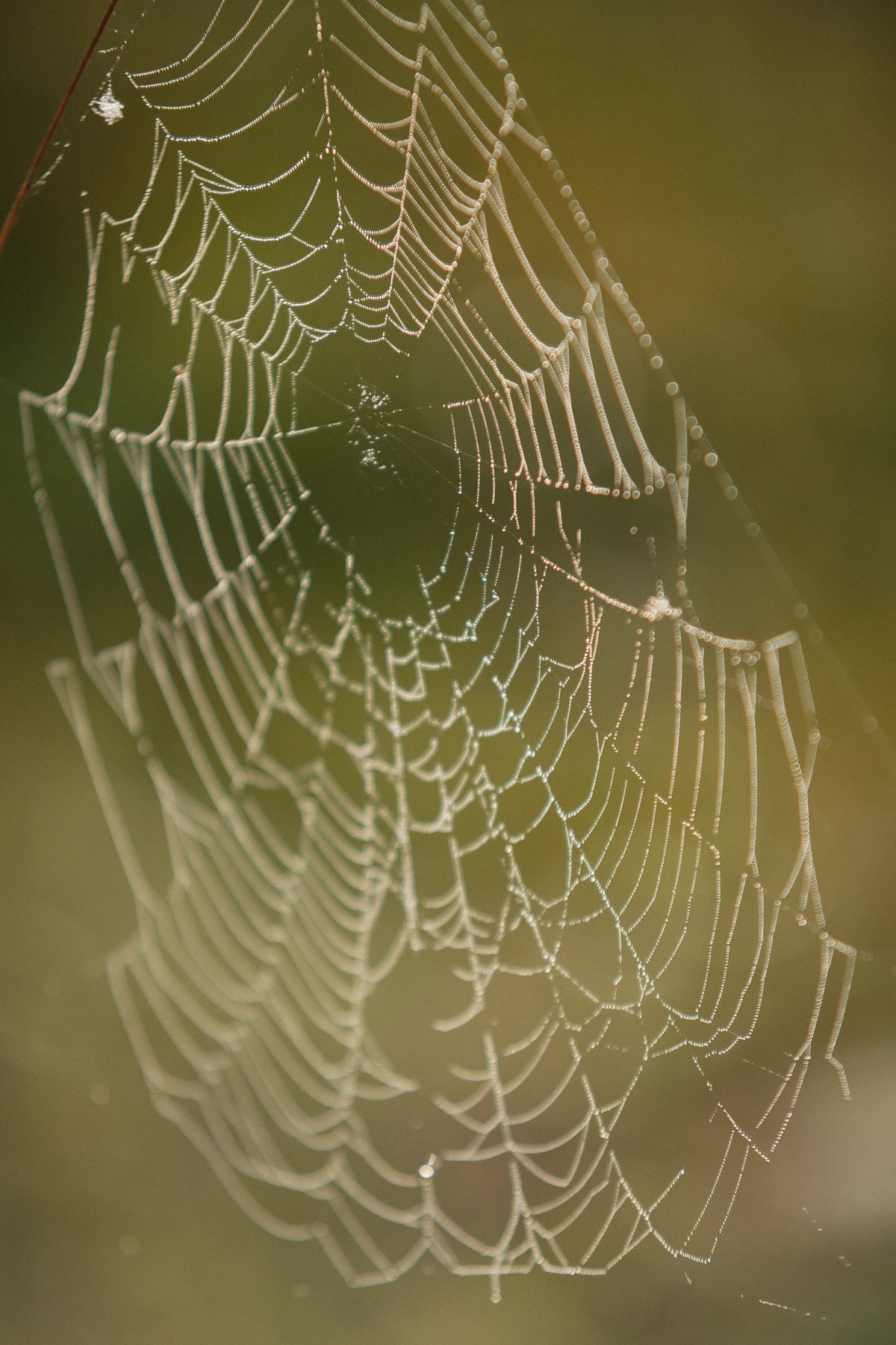 Cobwebs at Settle post thumbnail
