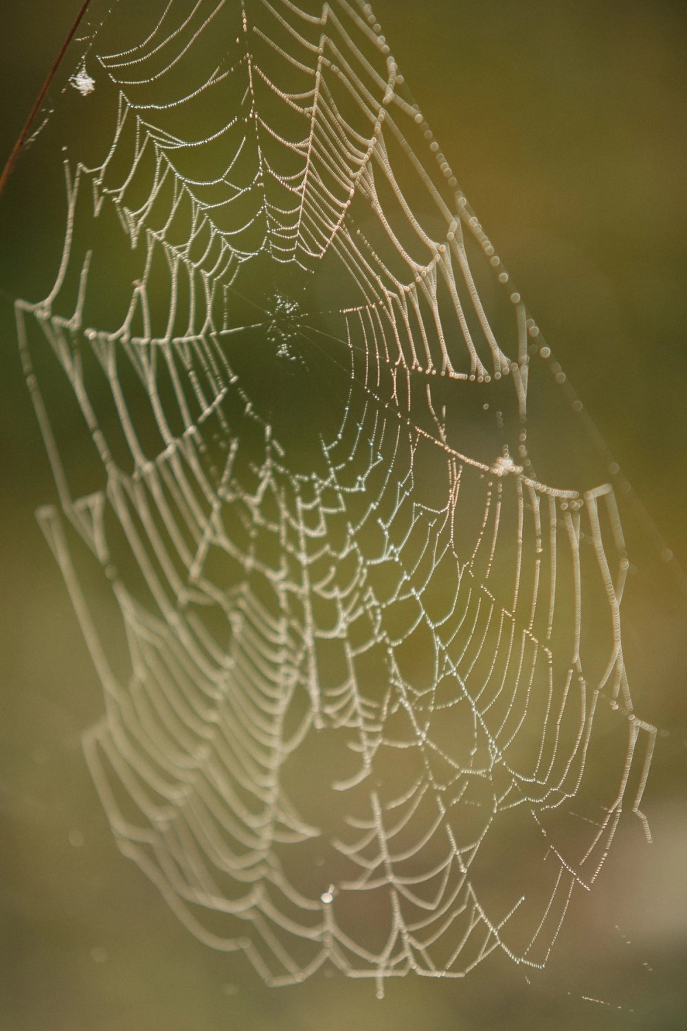 Cobwebs at Settle post thumbnail