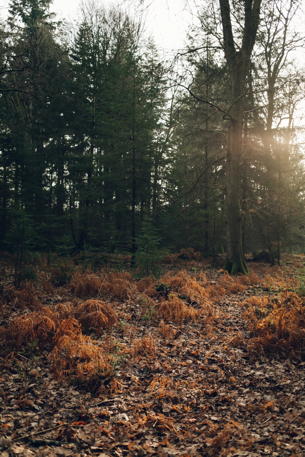 New Forest post thumbnail
