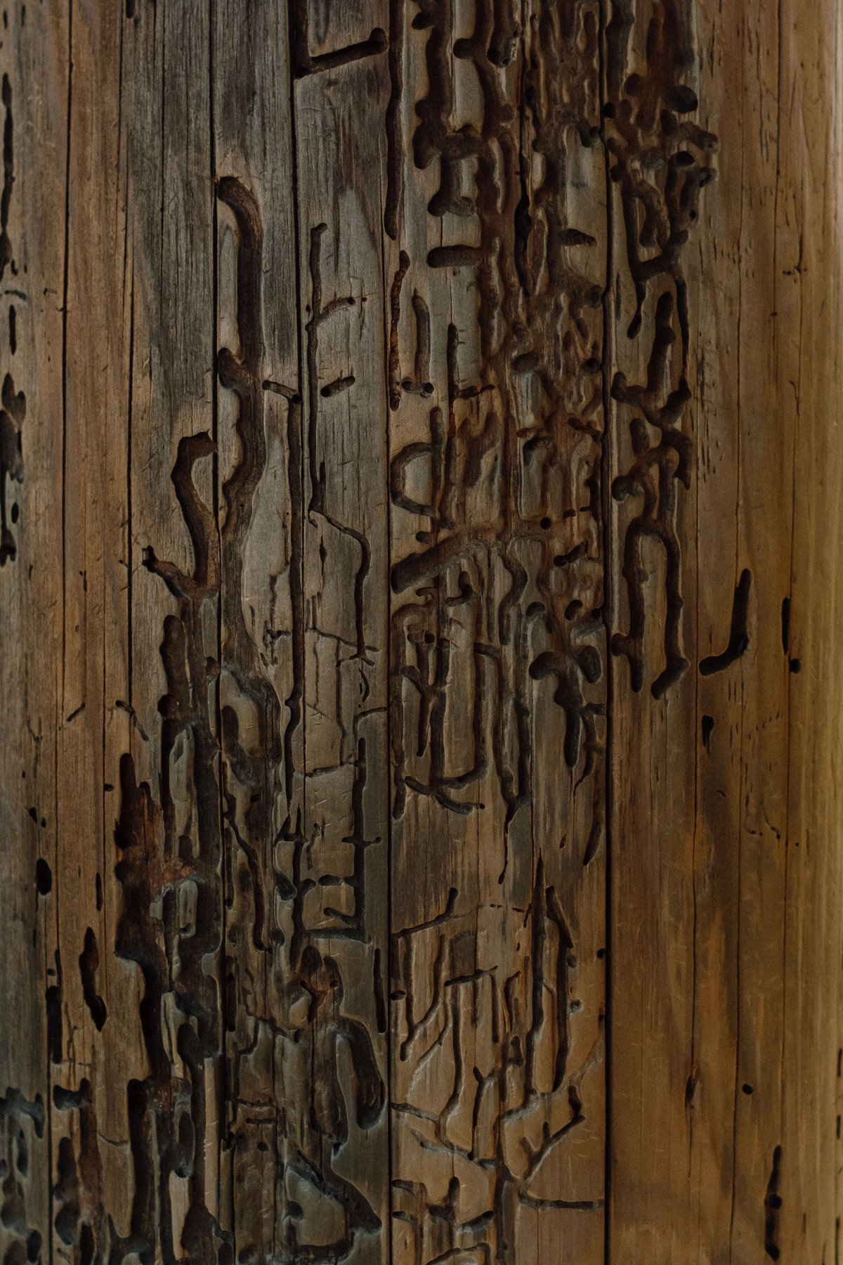 Woodworm Beetle Calligraphy post thumbnail