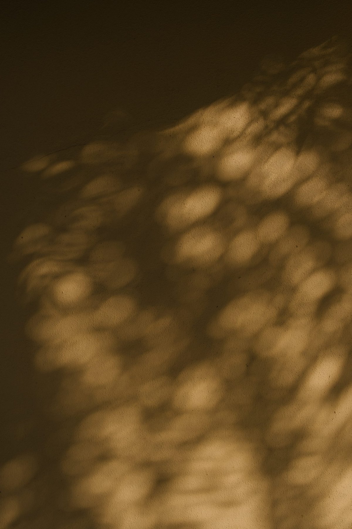 Golden Florida post thumbnail