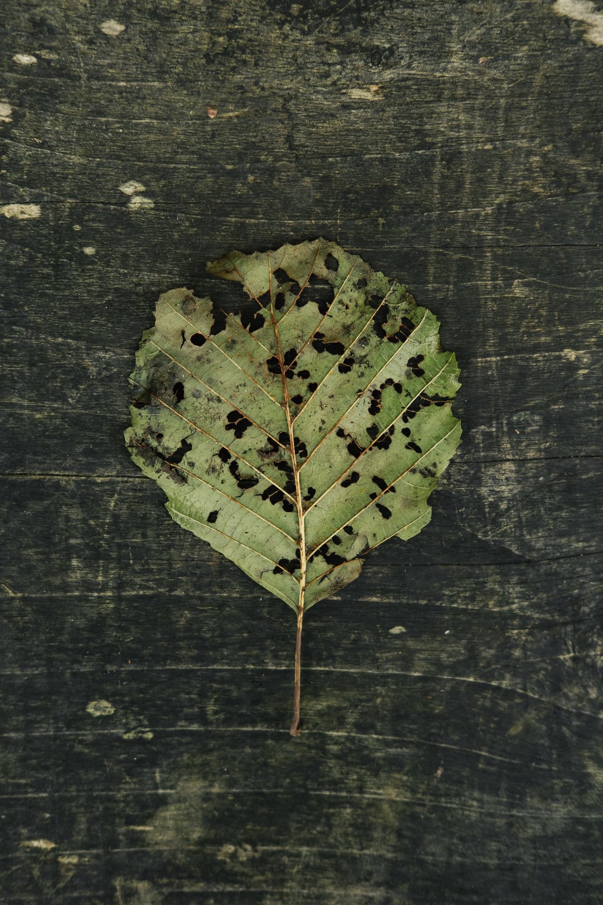 Peak District Details post thumbnail