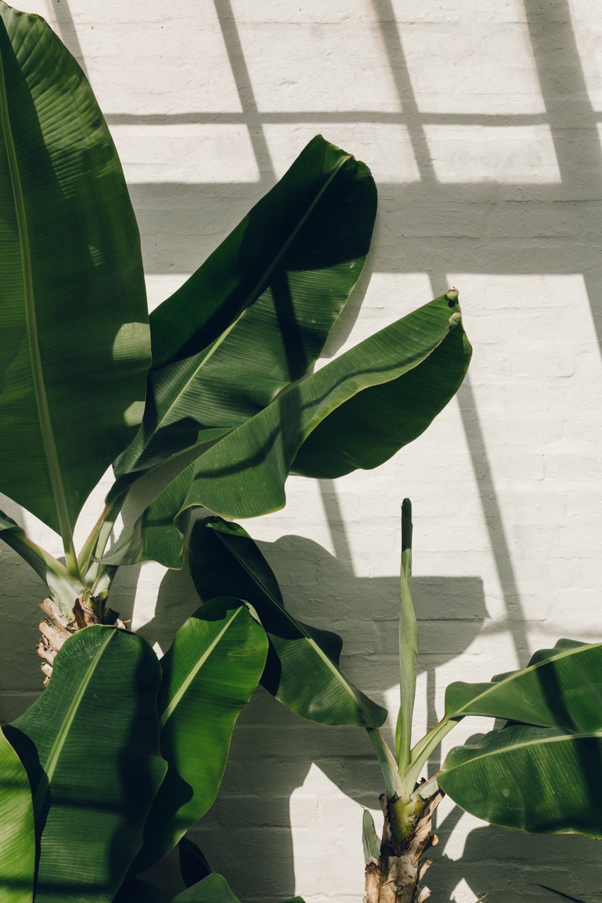 Winterbourne House and Garden post thumbnail