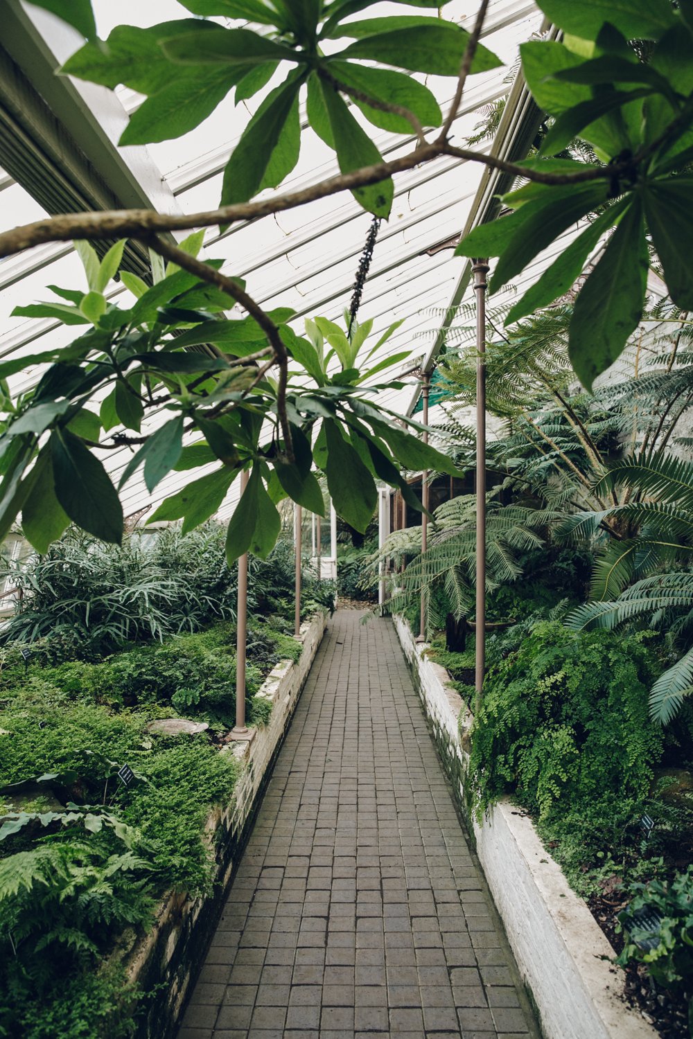 The Greenhouses of Chelsea Physic Garden post thumbnail